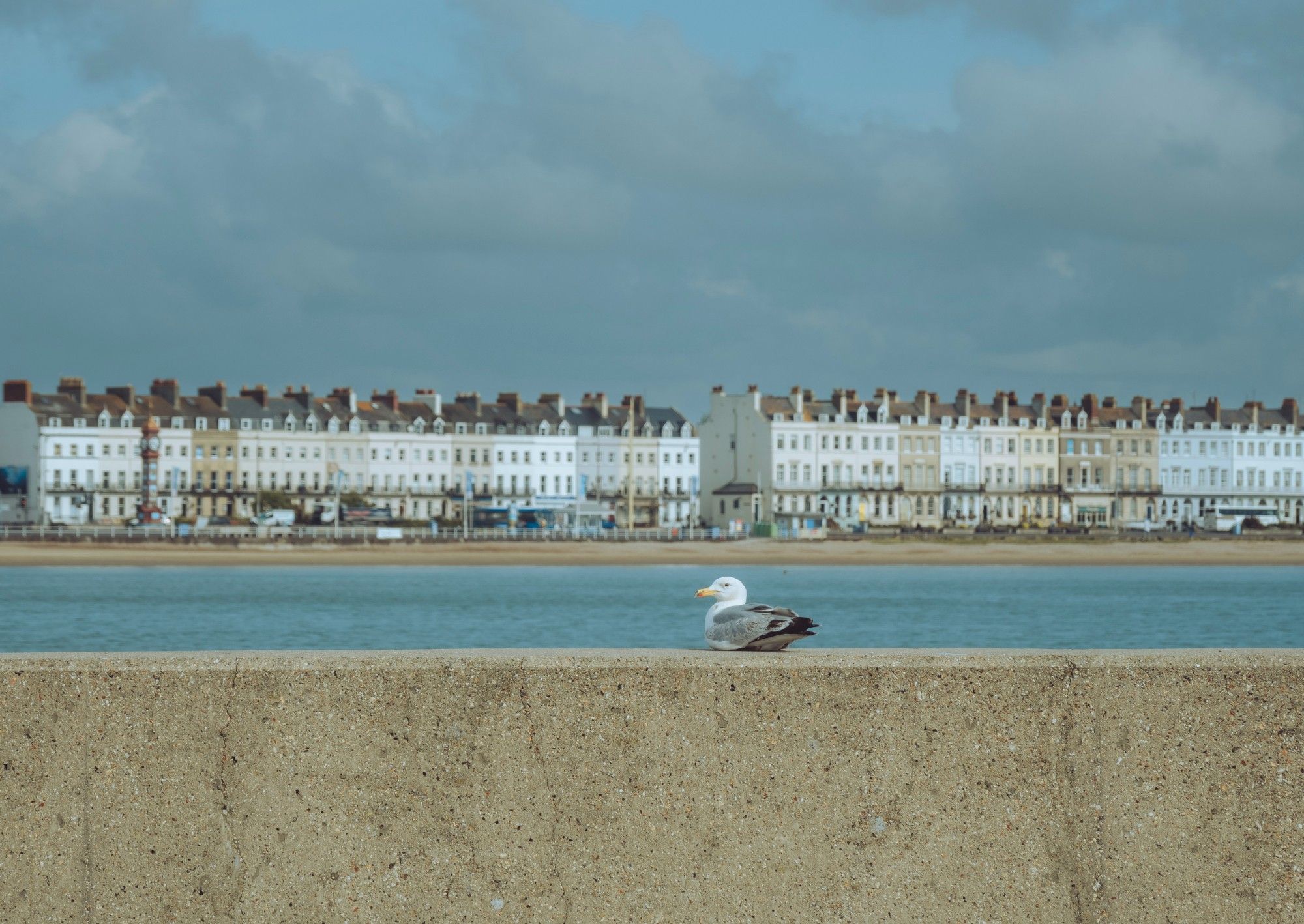 A seagull sits on top of a concrete wall. Behind Weymouth seafront stretches from left to right.