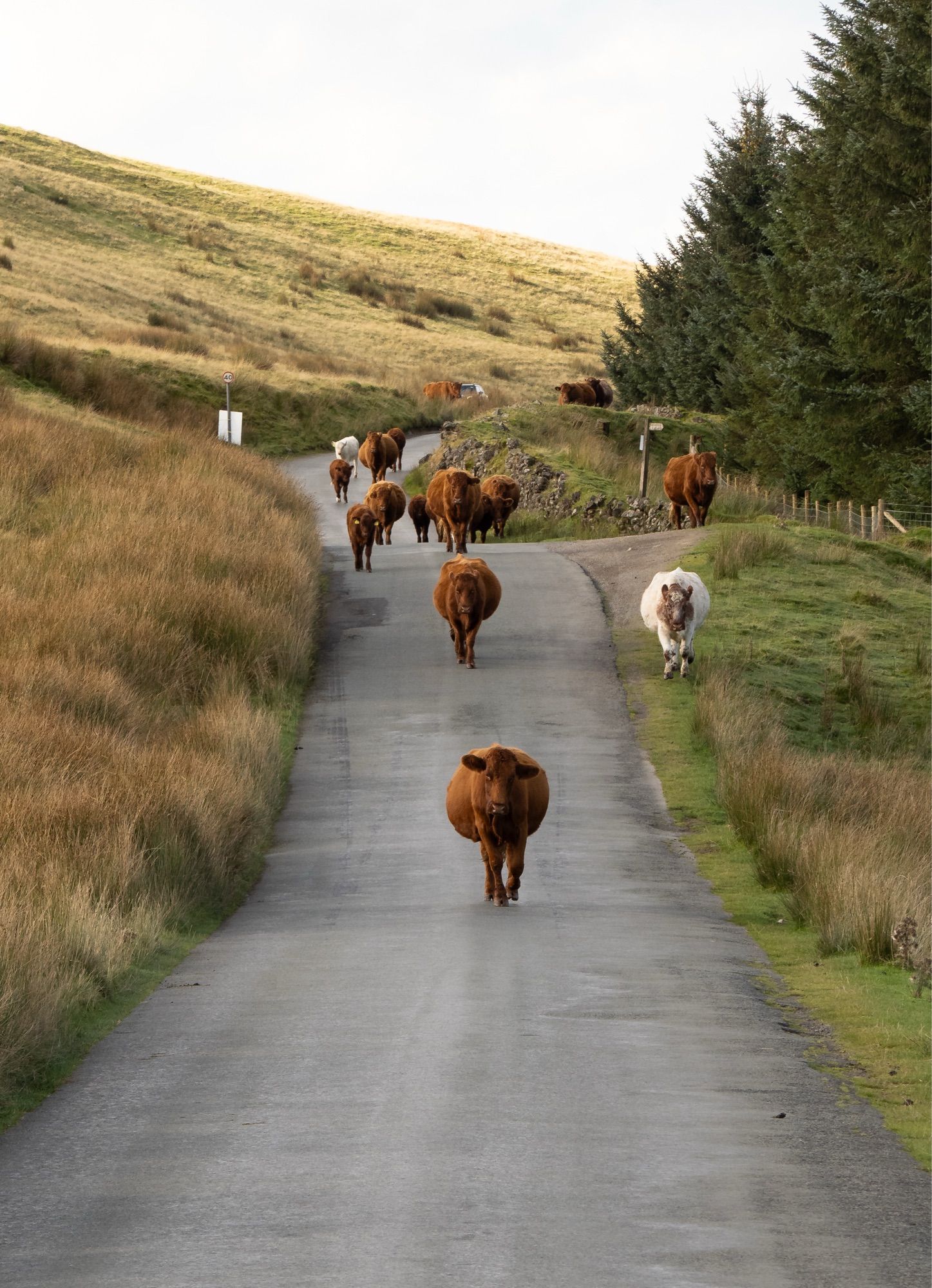 A photo of cows walking down the centre of a country lane.