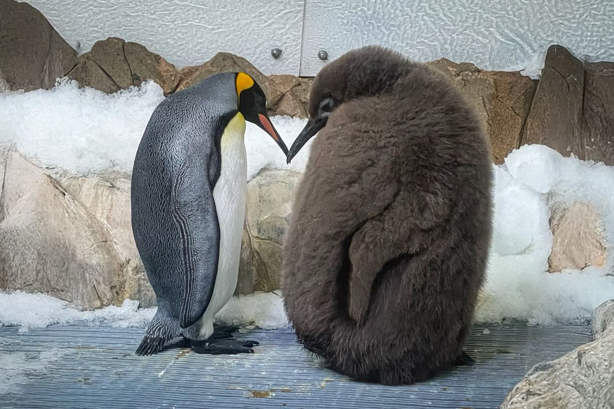 Gigantic king penguin chick with his much smaller mum at Australian zoo