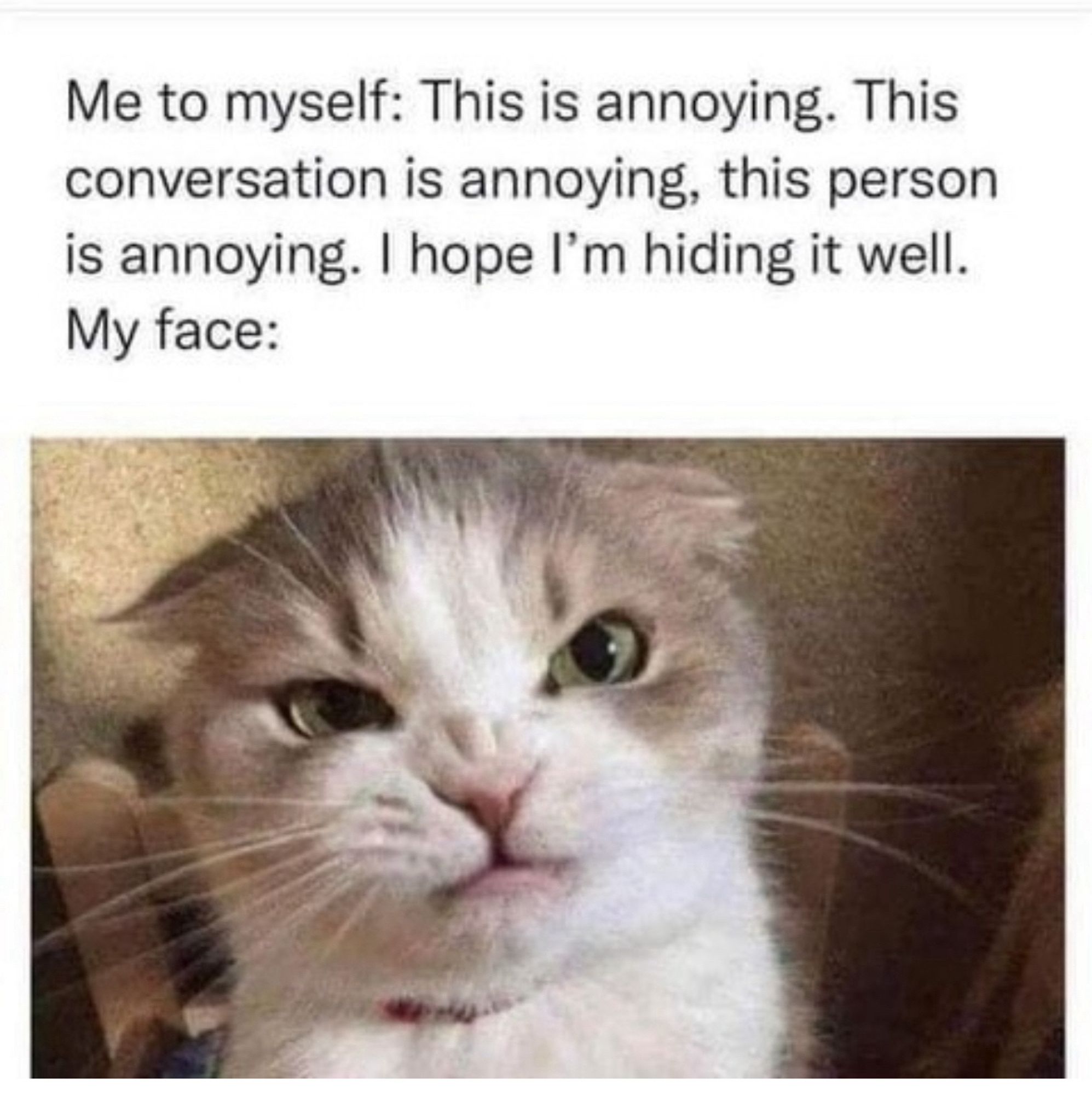 A grumpy-looking cat with narrowed eyes and a slightly wrinkled nose, expressing clear displeasure, accompanies a caption about annoyance.