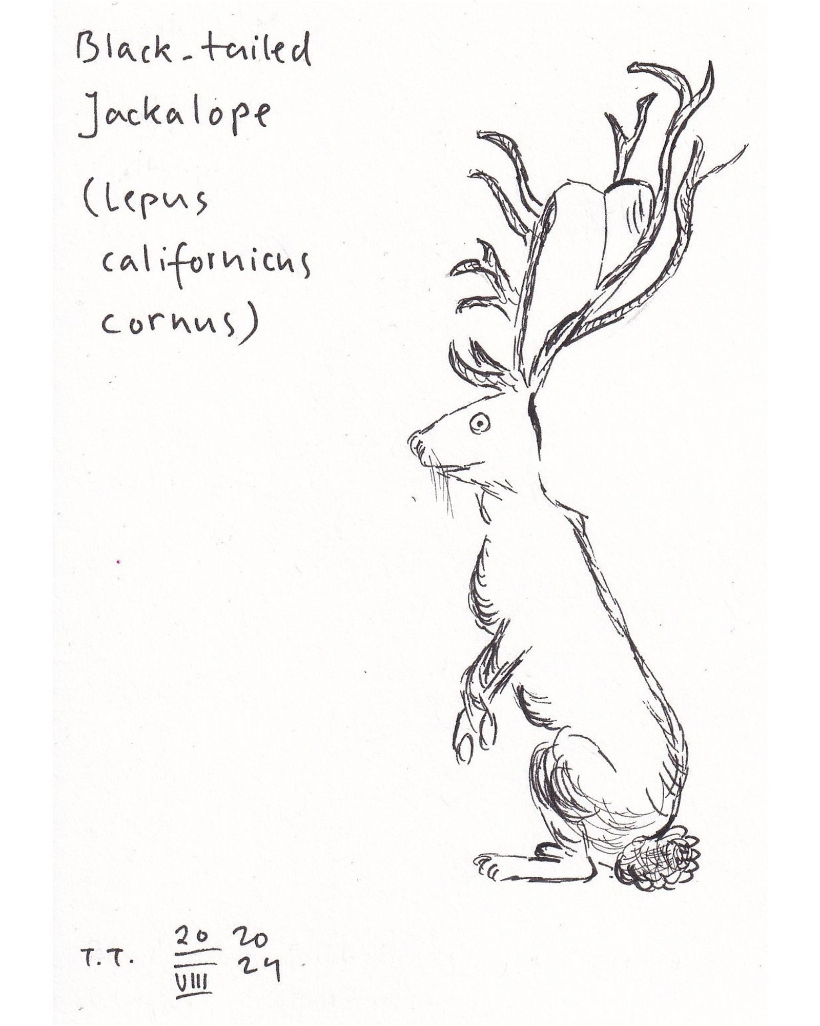 Drawing, pen on paper. Top left corner reads ”Black-tailed Jackalope (Lepus californicus cornus)”. A jackrabbit, standing on hind legs. The animal's ears are large, and between them sprout antlers.