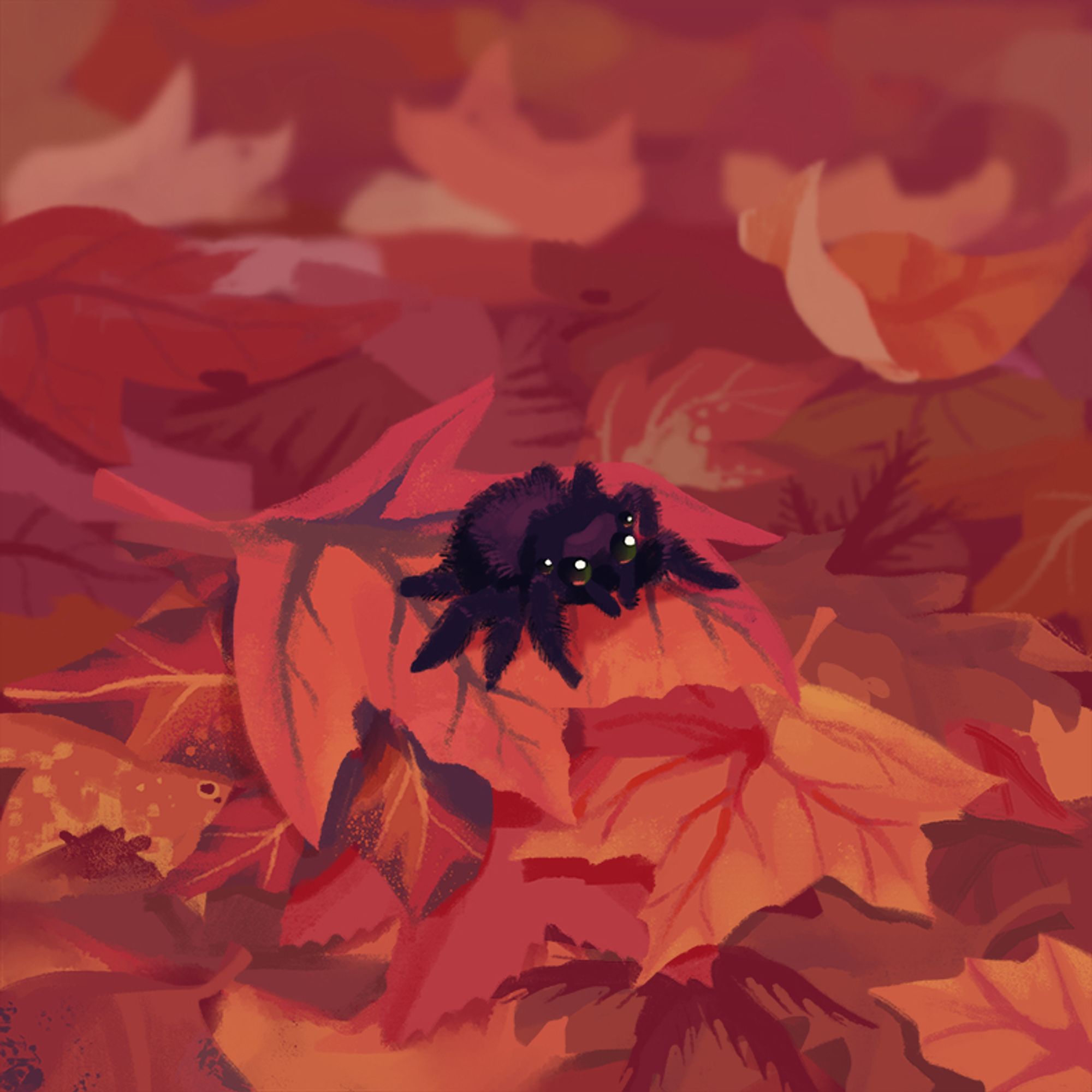 Black jumping spider painting on red leaves