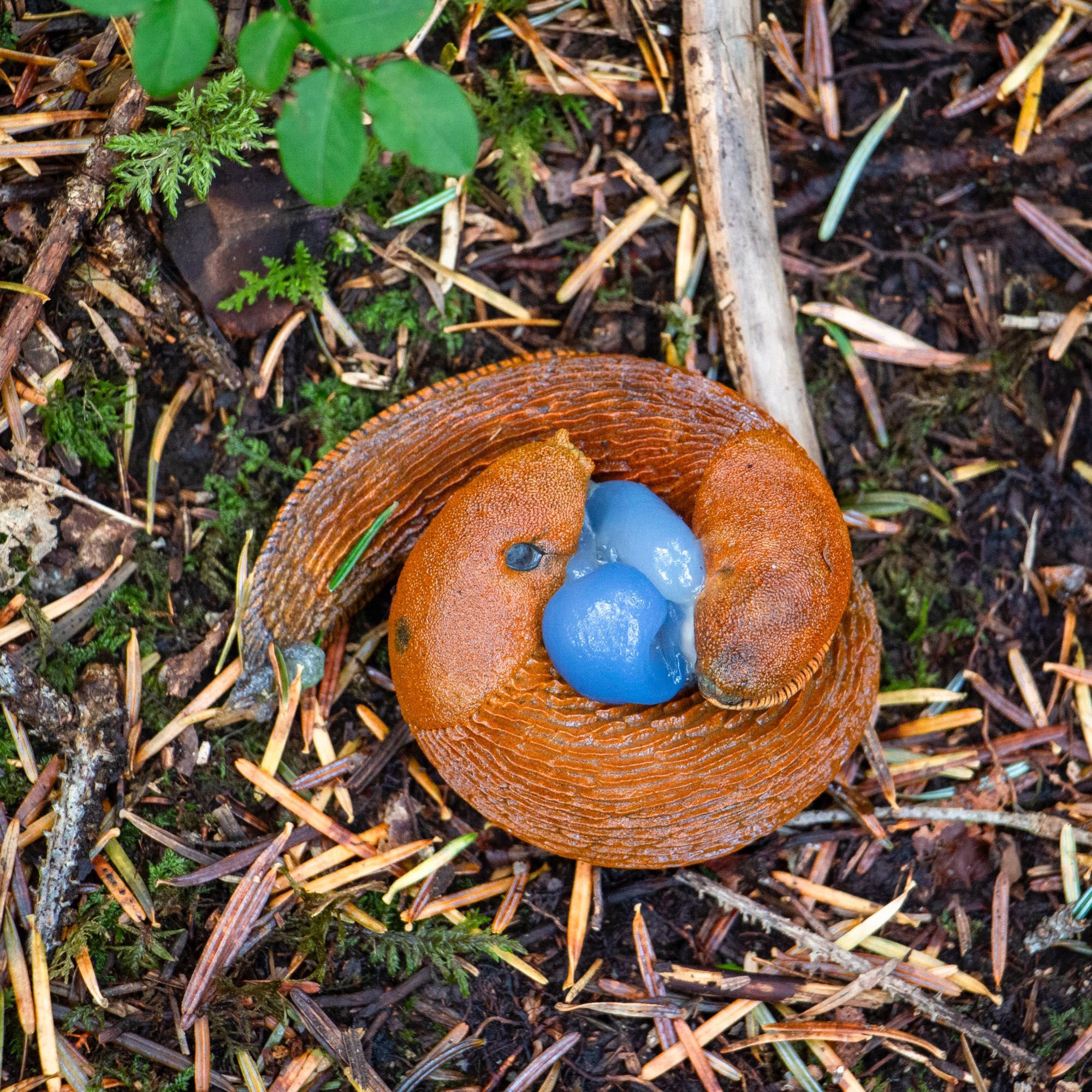 2 limaces orange enlacées autour de sortes de poches de couleur bleu lavande