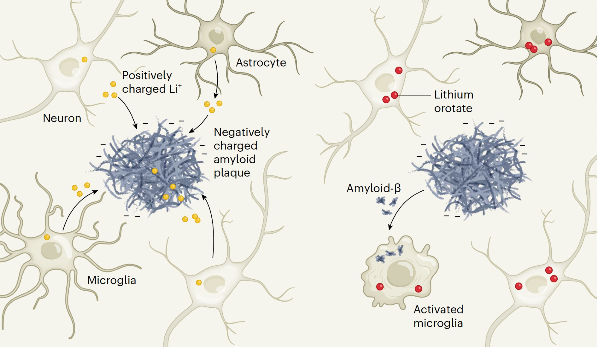 lithium ion trapped by beta-amyloid and the way to get around it