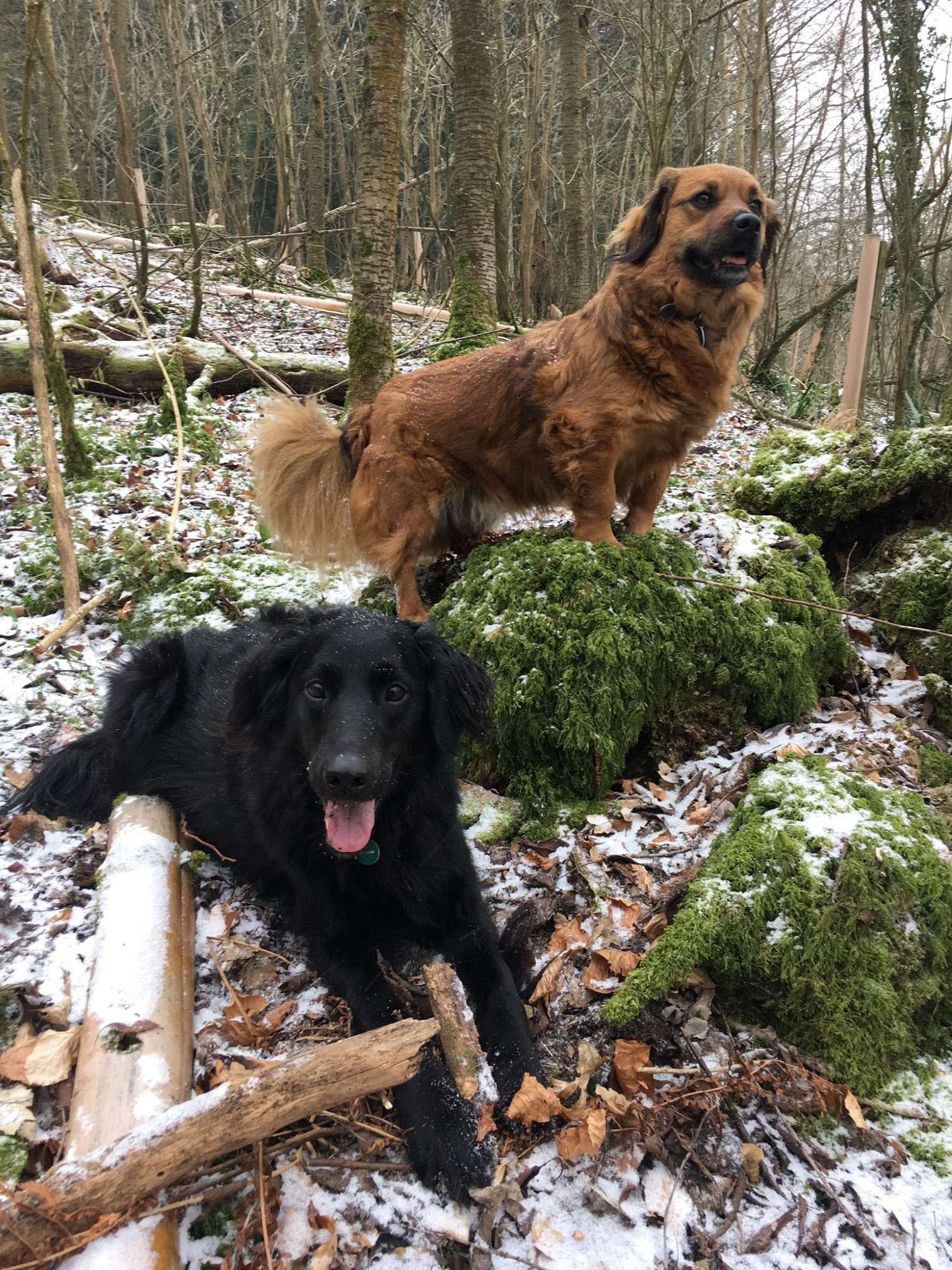 Image of two dogs. One black and large. One brown and smaller. They’re in the snowy woods and clearly loving life.
