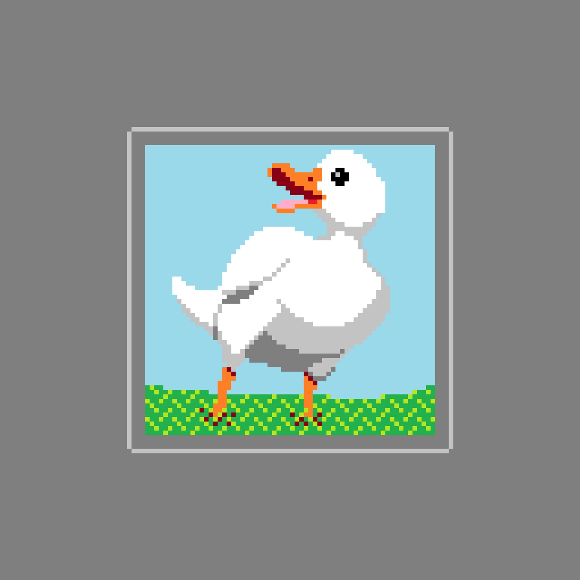 A white duck with orange beak and feet. It’s walking through the grass and the head is turned to its right and the beak is open and you can see the pink tongue. Probably it’s quaking.