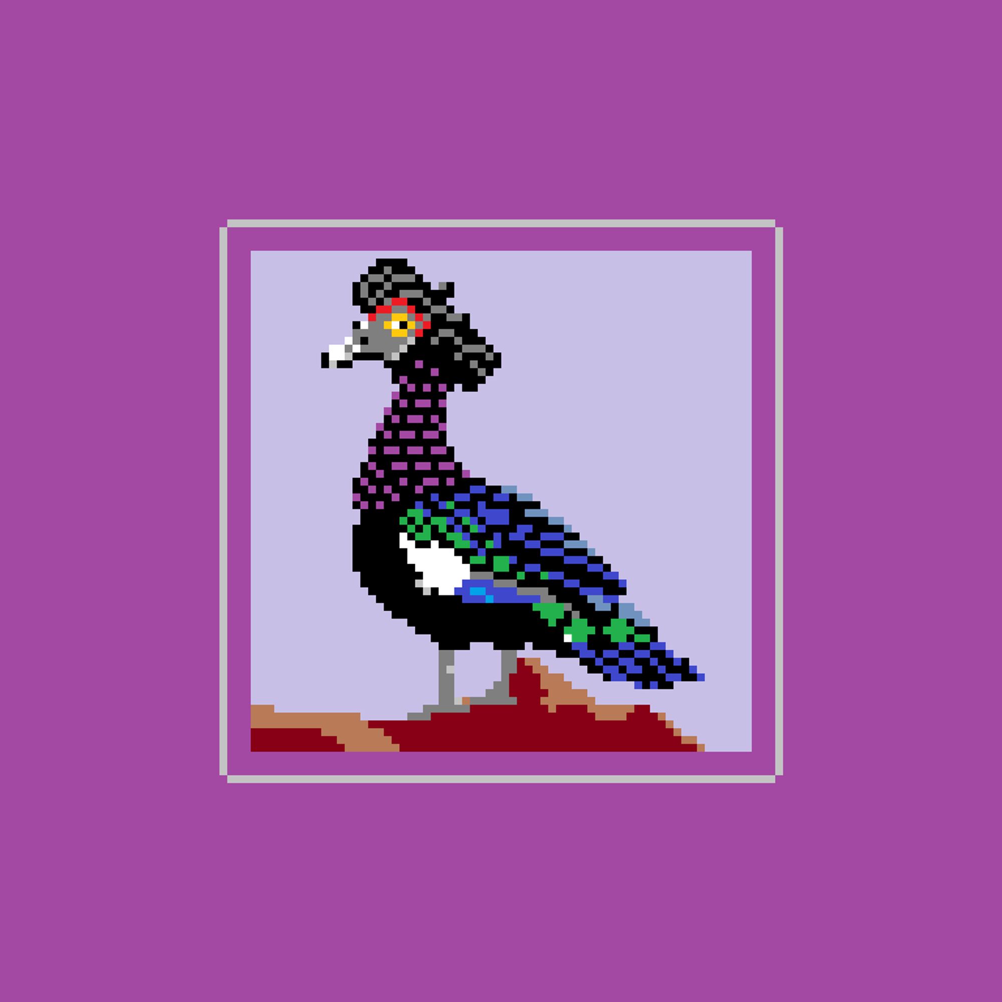 Male Moscovy Duck seen from the side rendered as Pixel Art. It has feathers on it's head that look like a rockabilly hairstyle. The duck is rather blackish, but it has iridescent feather which shimmer purple on the neck and blue and green on the wings. There is also a white spot on the wing.
The duck has yellow eyes and a grey beak and face. The are red wart like parts of the skin that frame the face. 