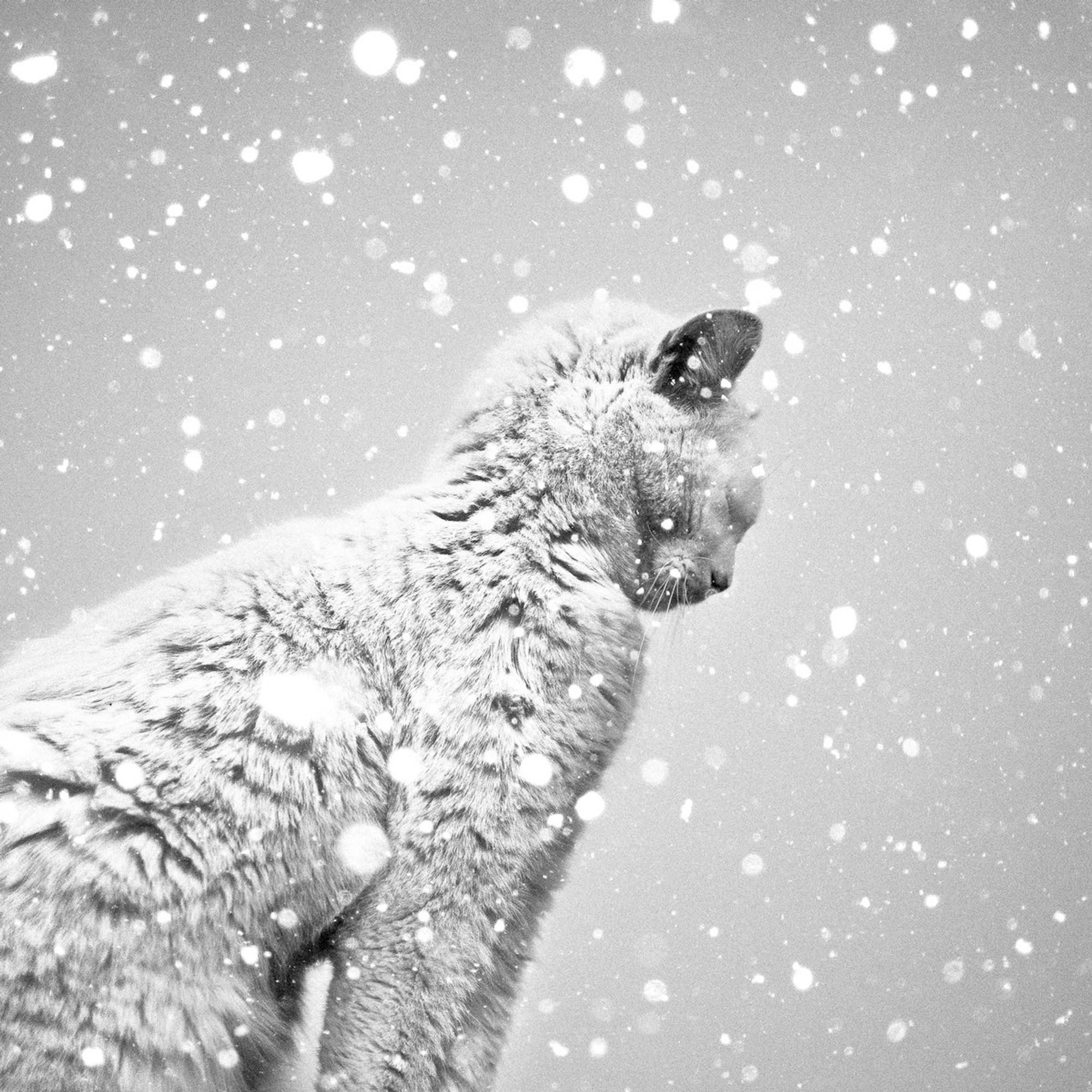 Un chat courbé sous la neige qui tombe