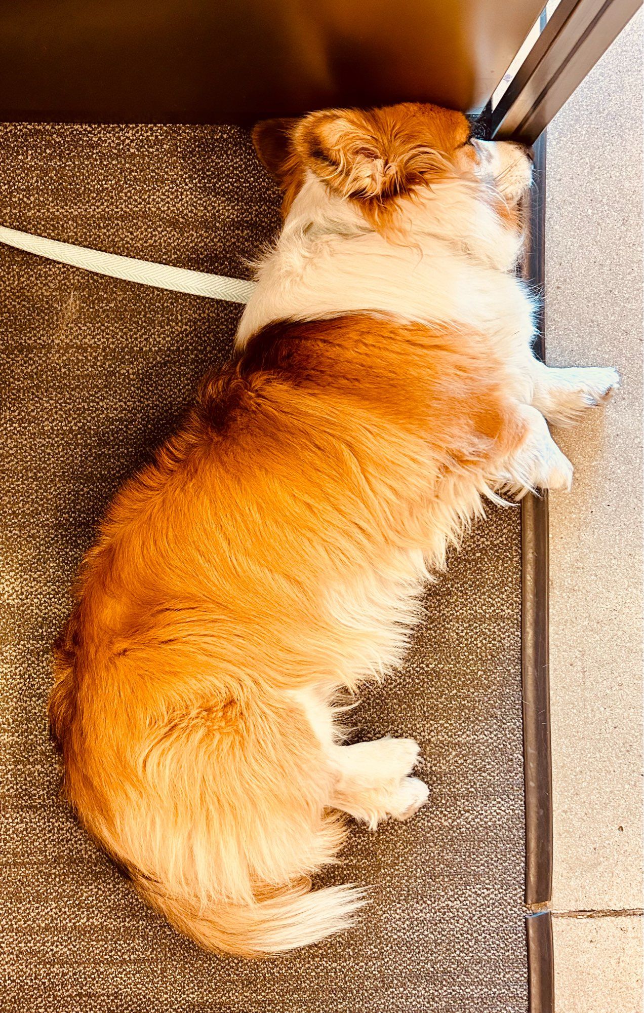 a fluffy sable corgi with a tail sleeping on his side on a patch of office carpet