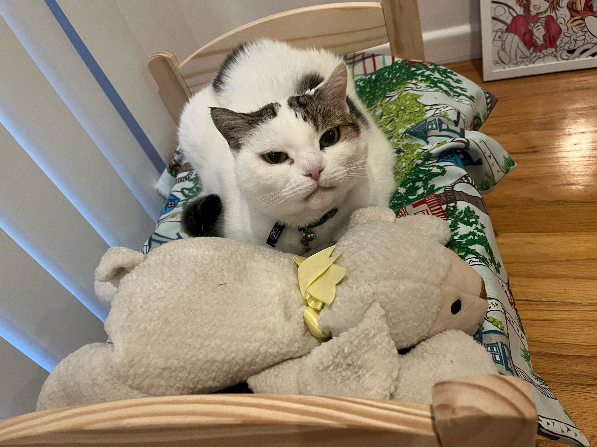 Supra, a white cat with brown spots who has resting grump face. She’s not mad that’s just her face.