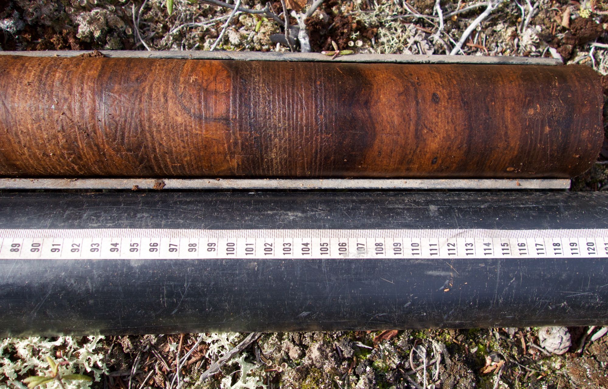 Section of a permafrost peat core showing remnants of vegetation patterns in brown markings. There is a tape measure next to the core.