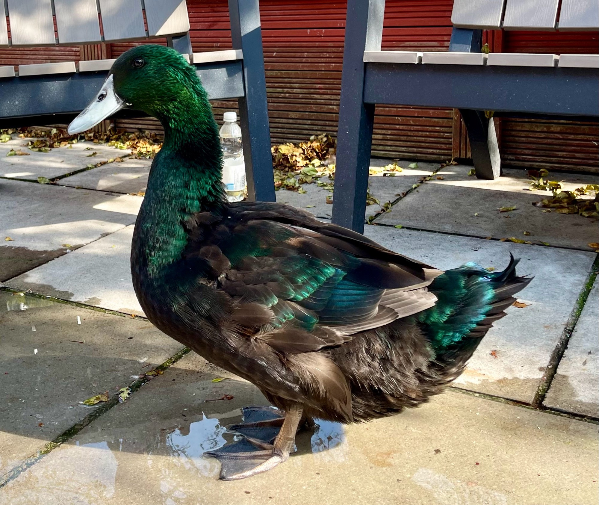 A photo of a large-ish duck. Its feathers are browny-black with splashes of iridescent dark emerald green. 🪶