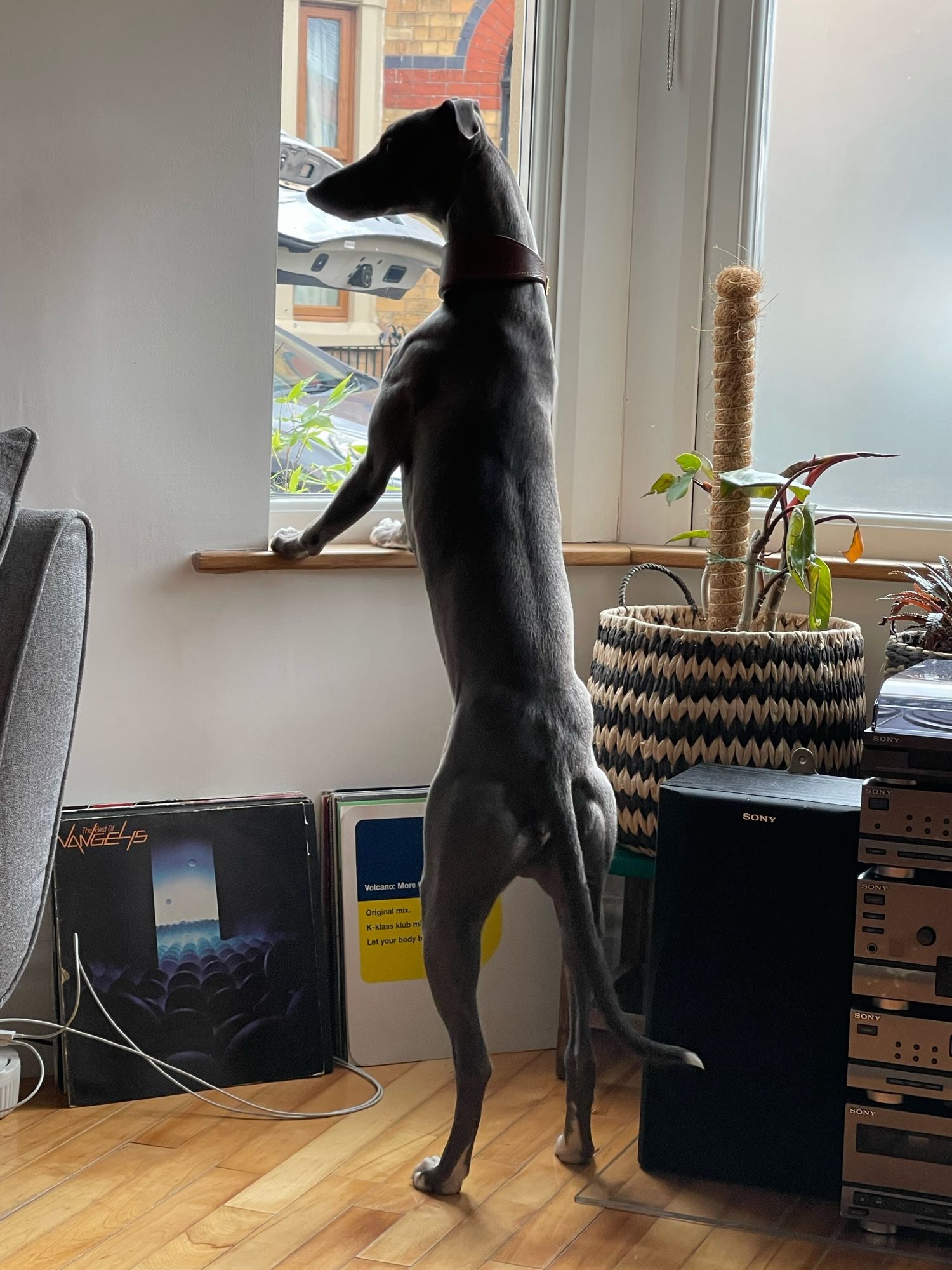 Eric - a lanky blue whippet standing on his back legs so he can look out the window.