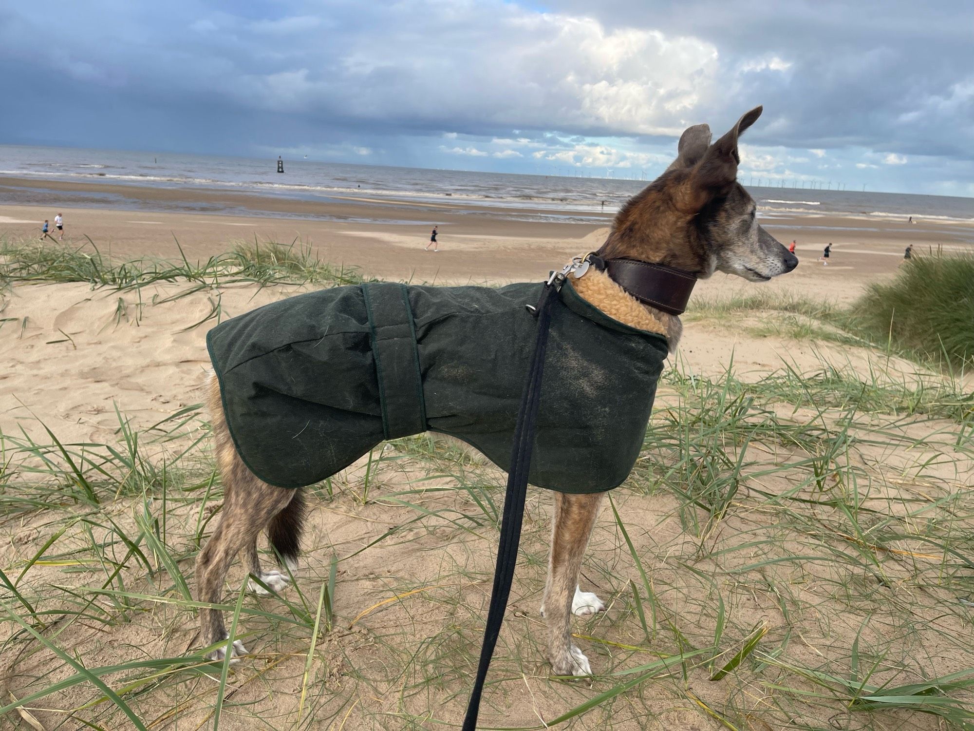 Edie - a brindle lurcher on the beach, wearing a warm coat and wondering where her dads have gone.