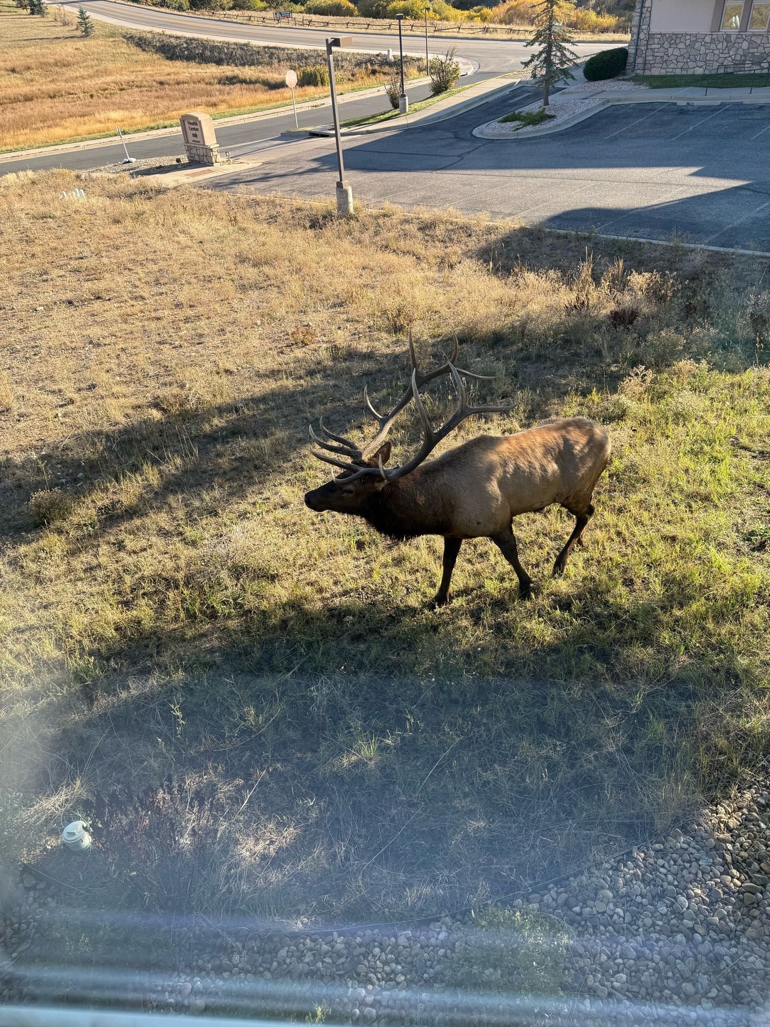 Bull elk outside the bedroom window.