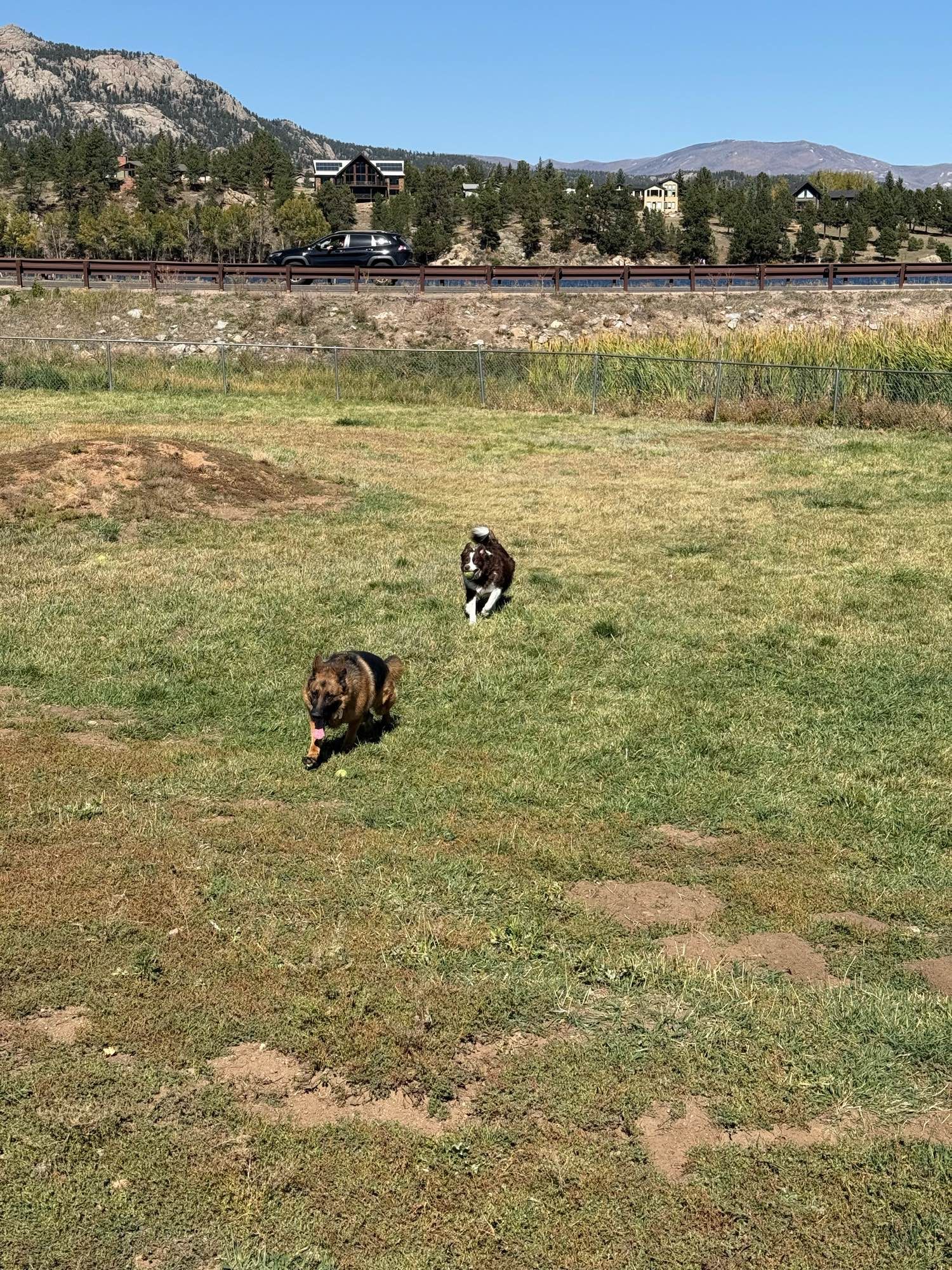 Dogs playing fetch at the dog park.