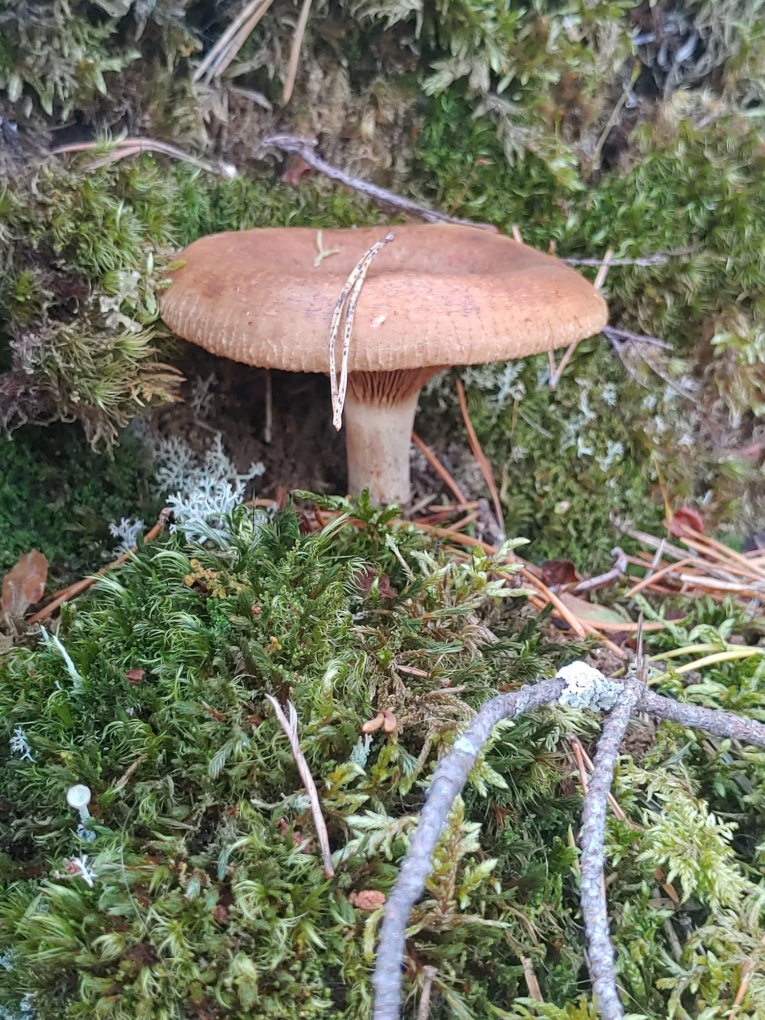 Moss and lichen and pine needles and in the centre a smallish mushroom with a brown wide cap and a pine needle on top.