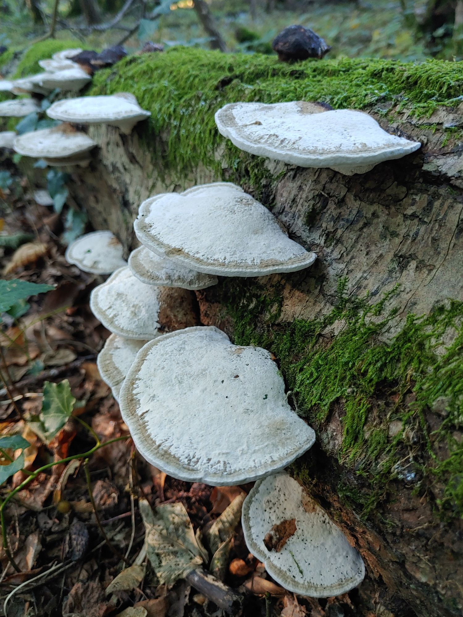 Auf einem liegenden Baumstamm, der oben mit Moos bedeckt ist, wachsen weiße, tellerartige Baumpilze.