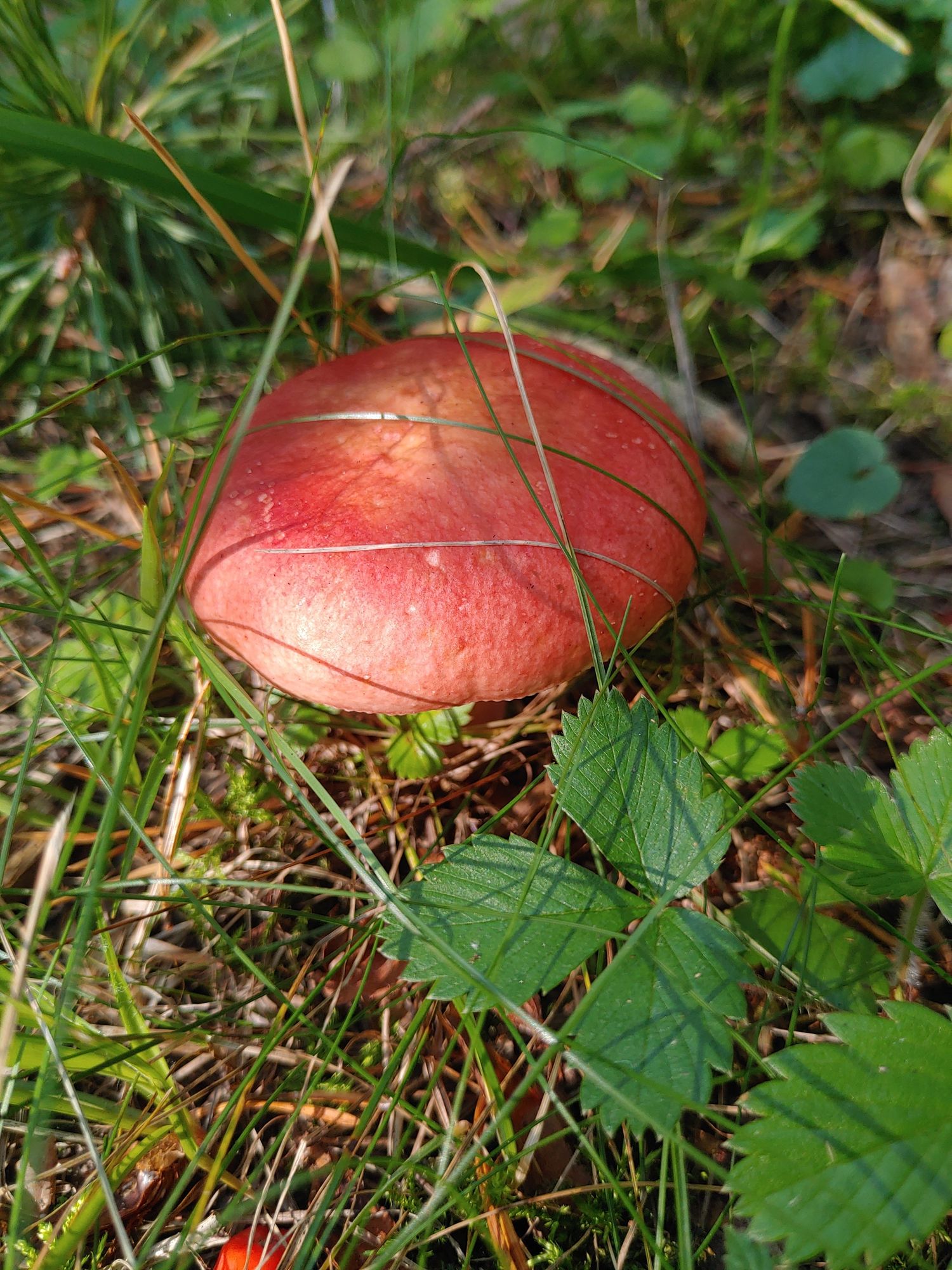 The red cap of some type of mushroom poking up from moss and pine needles and some bits of grass. Some green leaves in front, which look a bit like the leaves of wild strawberries.