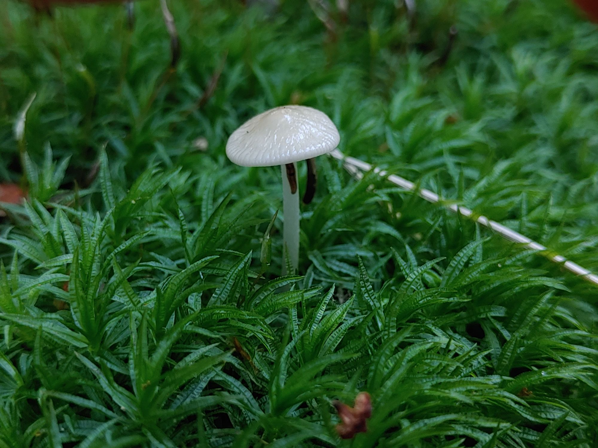 Ein winziger weißer Pilz mit flacher runder leicht gerillter Kappe im grünen Moos.
