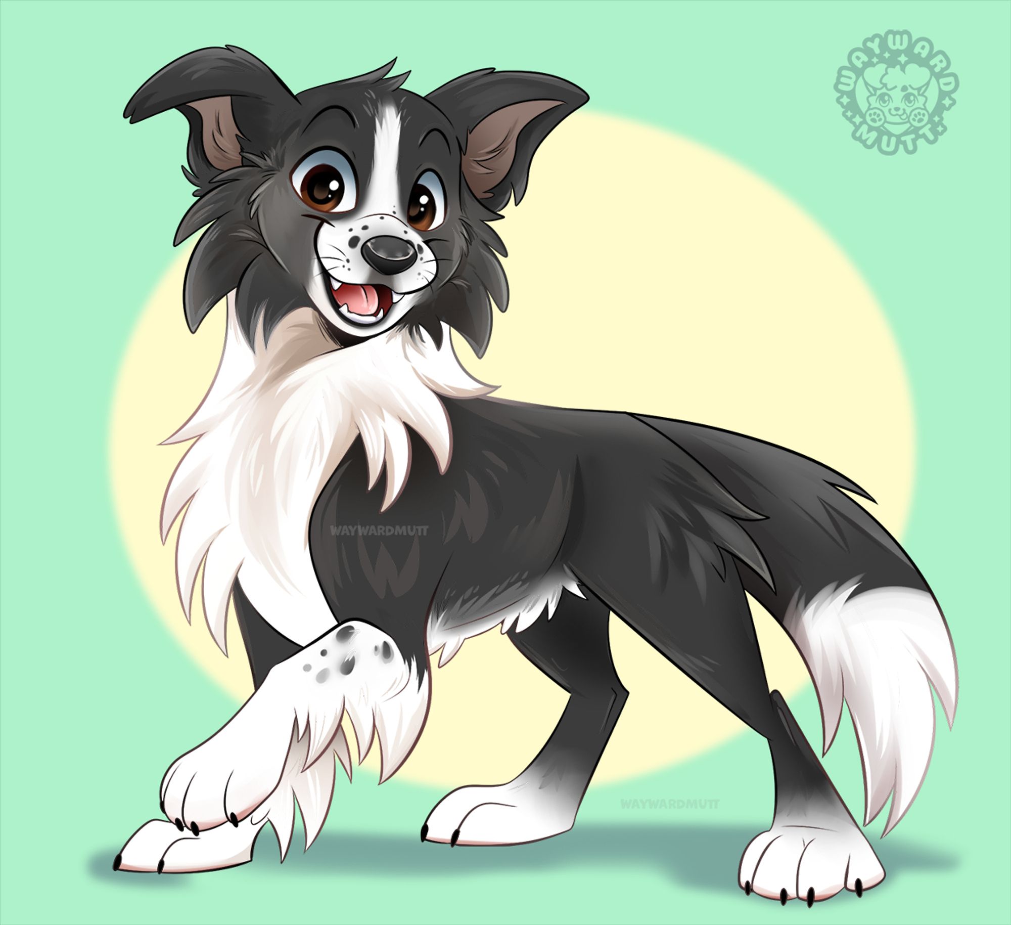 A fluffy black and white border collie standing with one paw up.