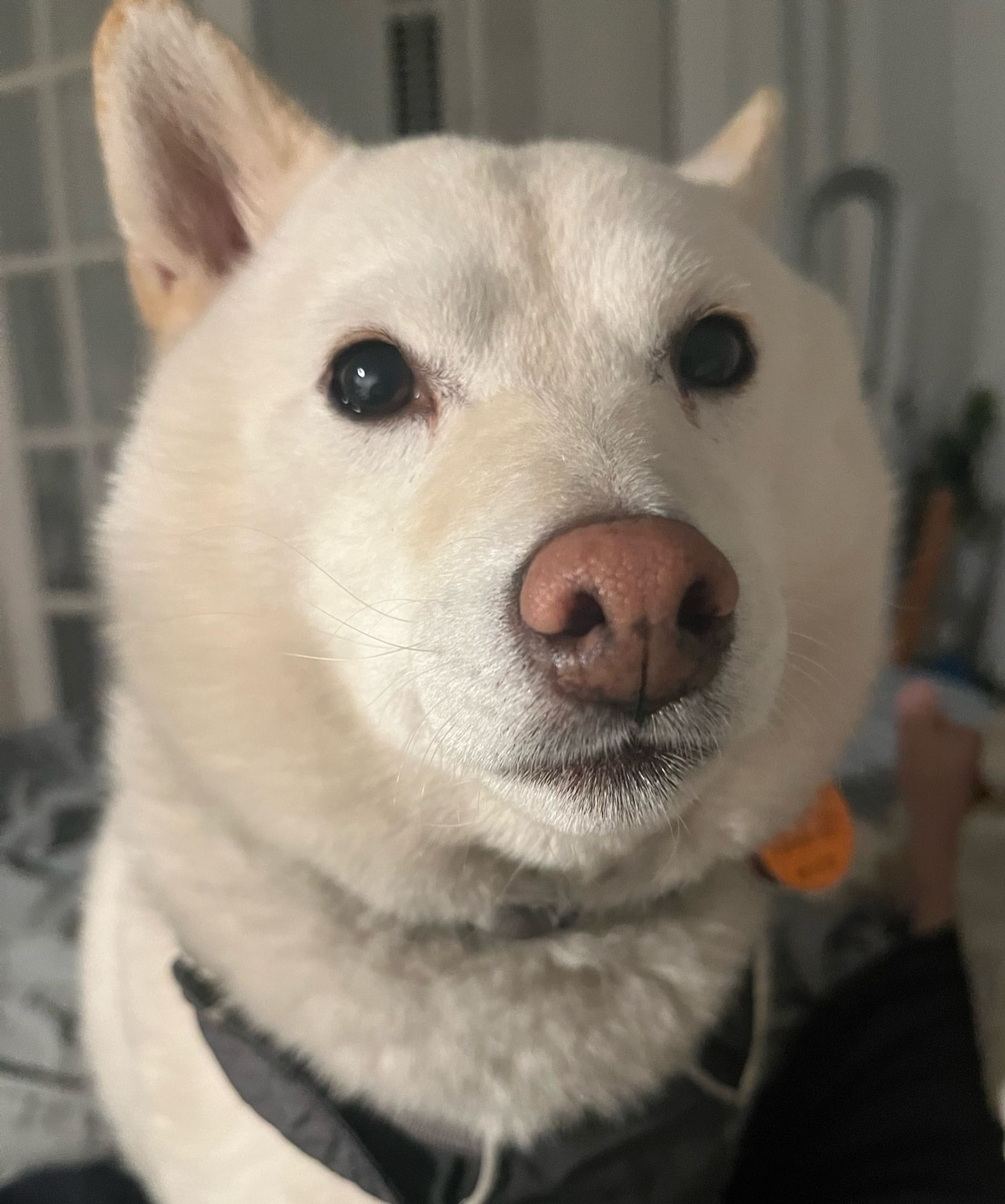 A cream Shiba Inu looking adorable