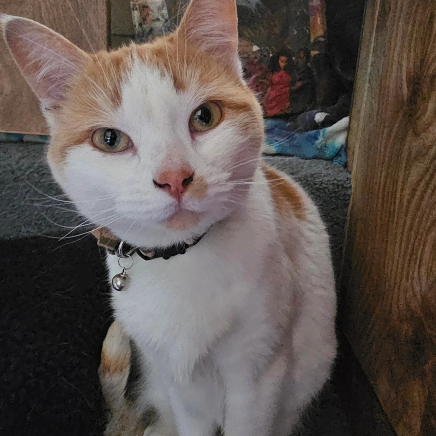 An orange and white cat sits on a step, staring at the camera with mischief in her eyes. She did try to play-attack the camera person almost immediately after.