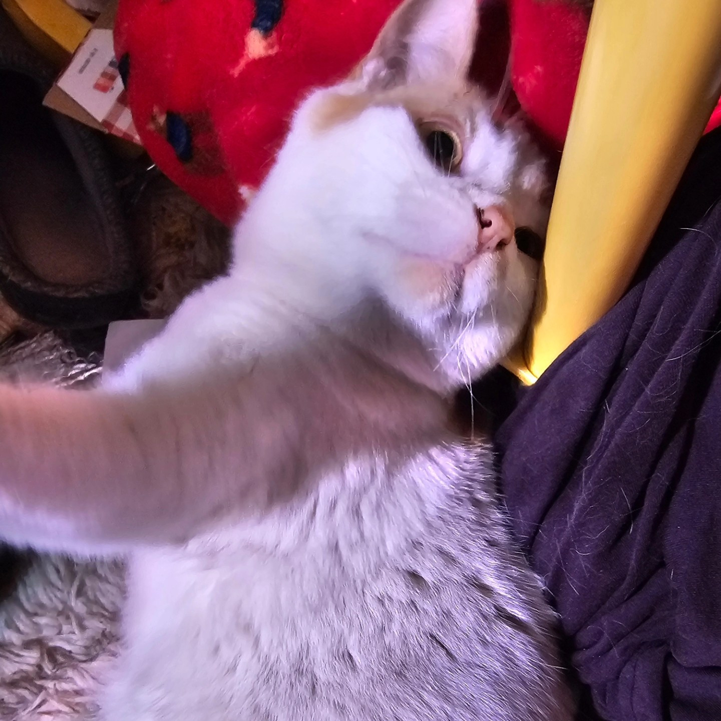 Zoomed in image of an orange and white cat sprawled on her side, her attention to the right of the camera while her paw is grabbing something on the left