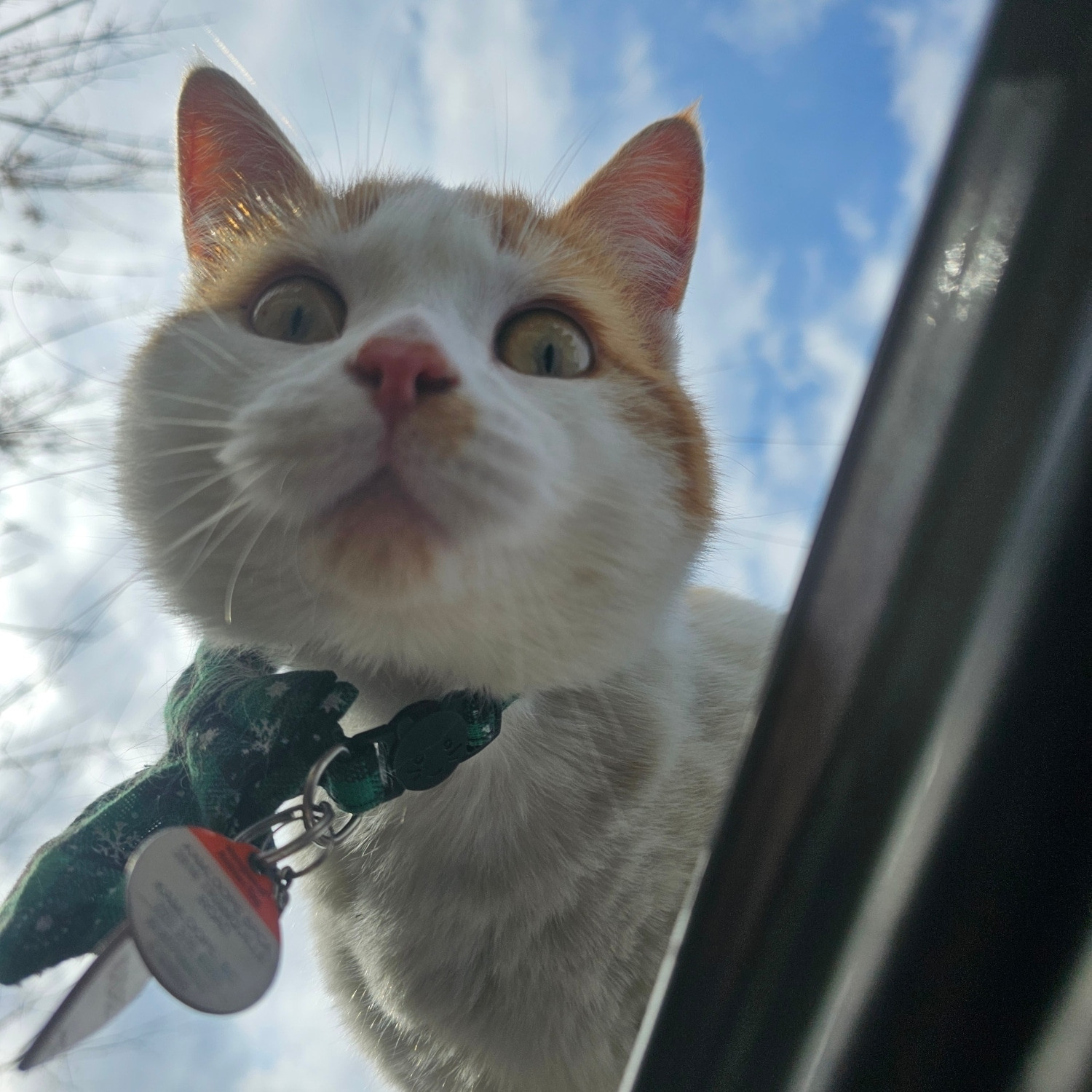 An orange and white cat sitting on the hood of a small truck, staring down at the driver through the drivers side door.