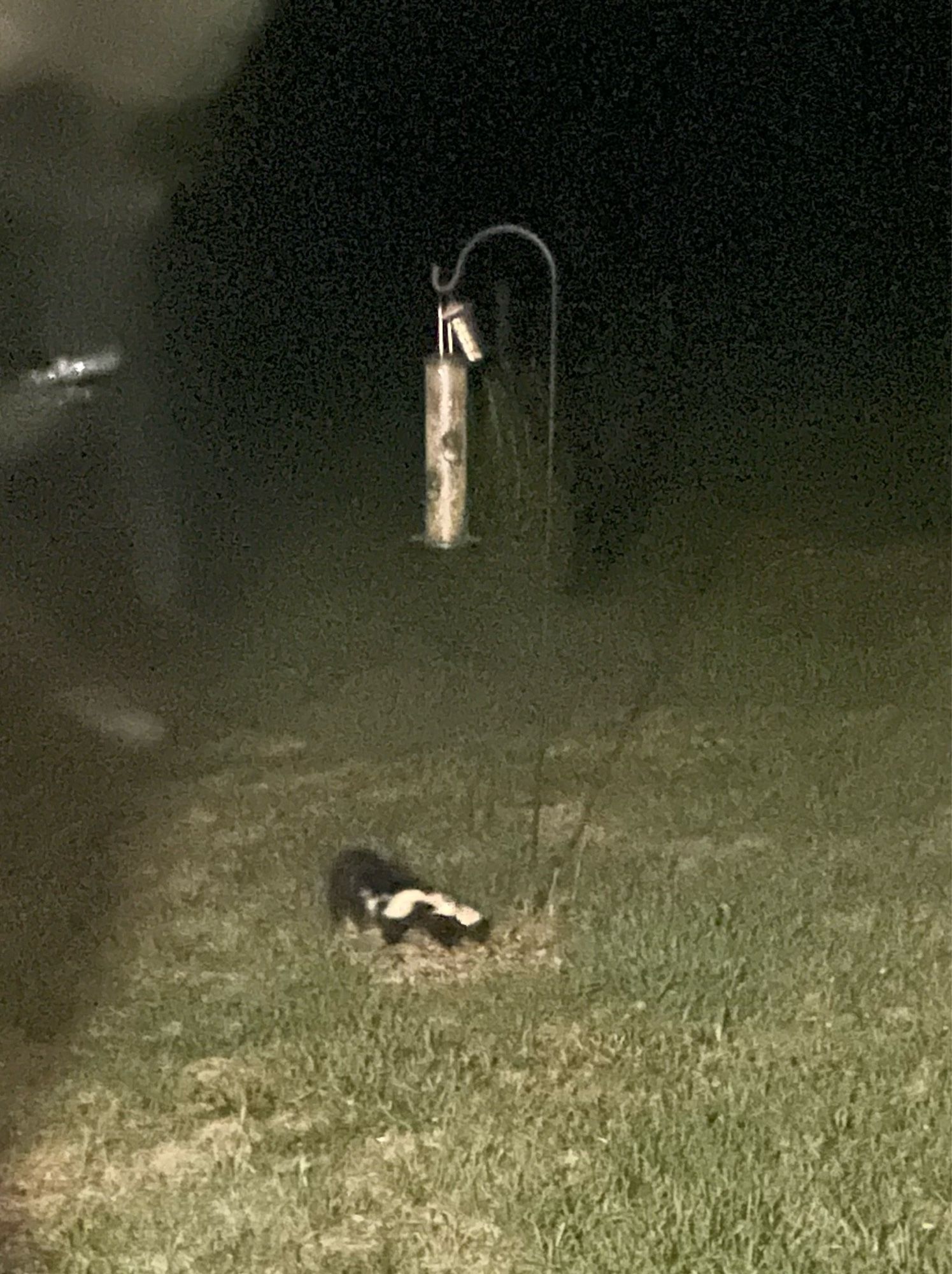 Skunk under bird feeder