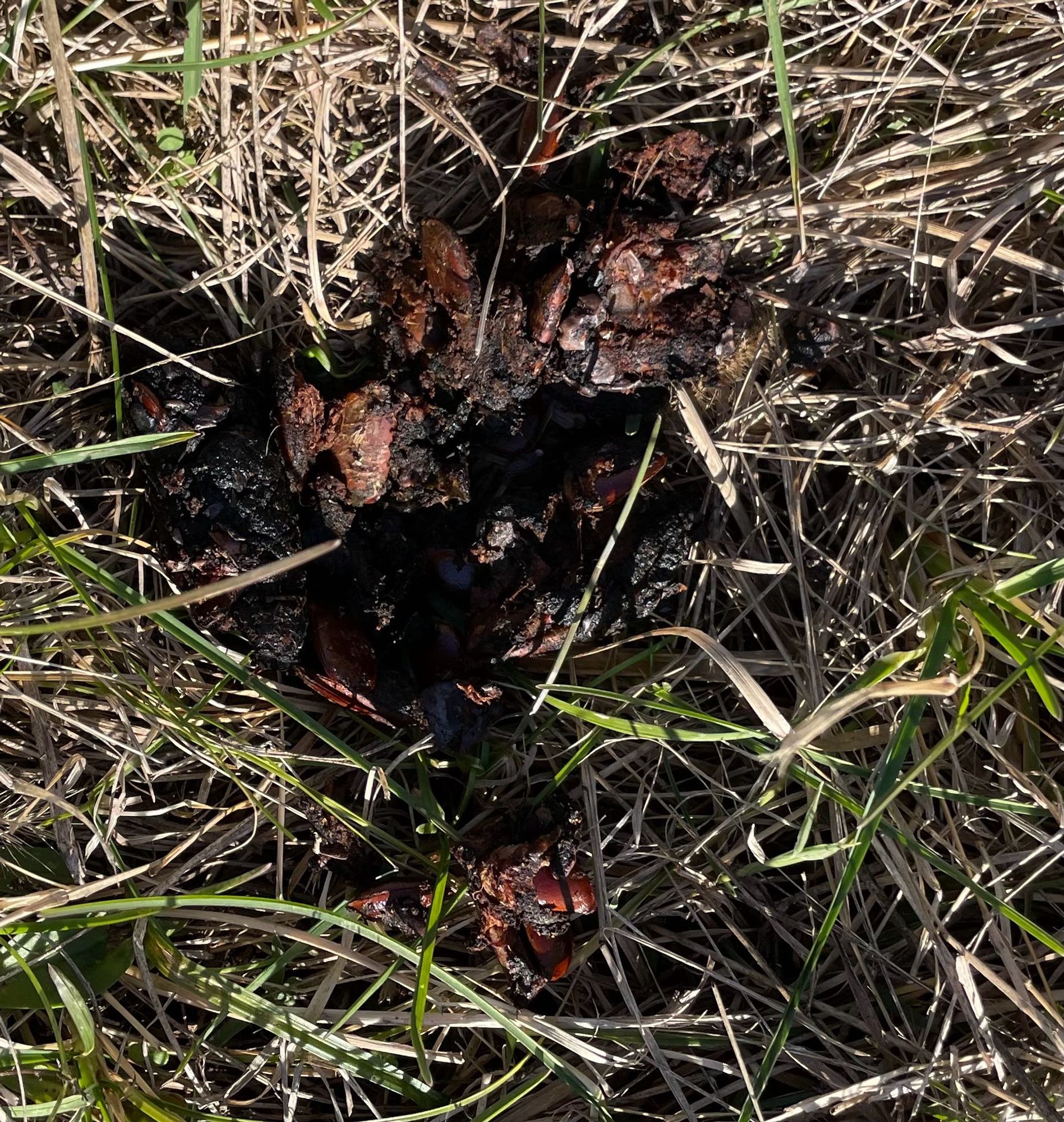 Persimmon seeds in possum or raccoon poop.