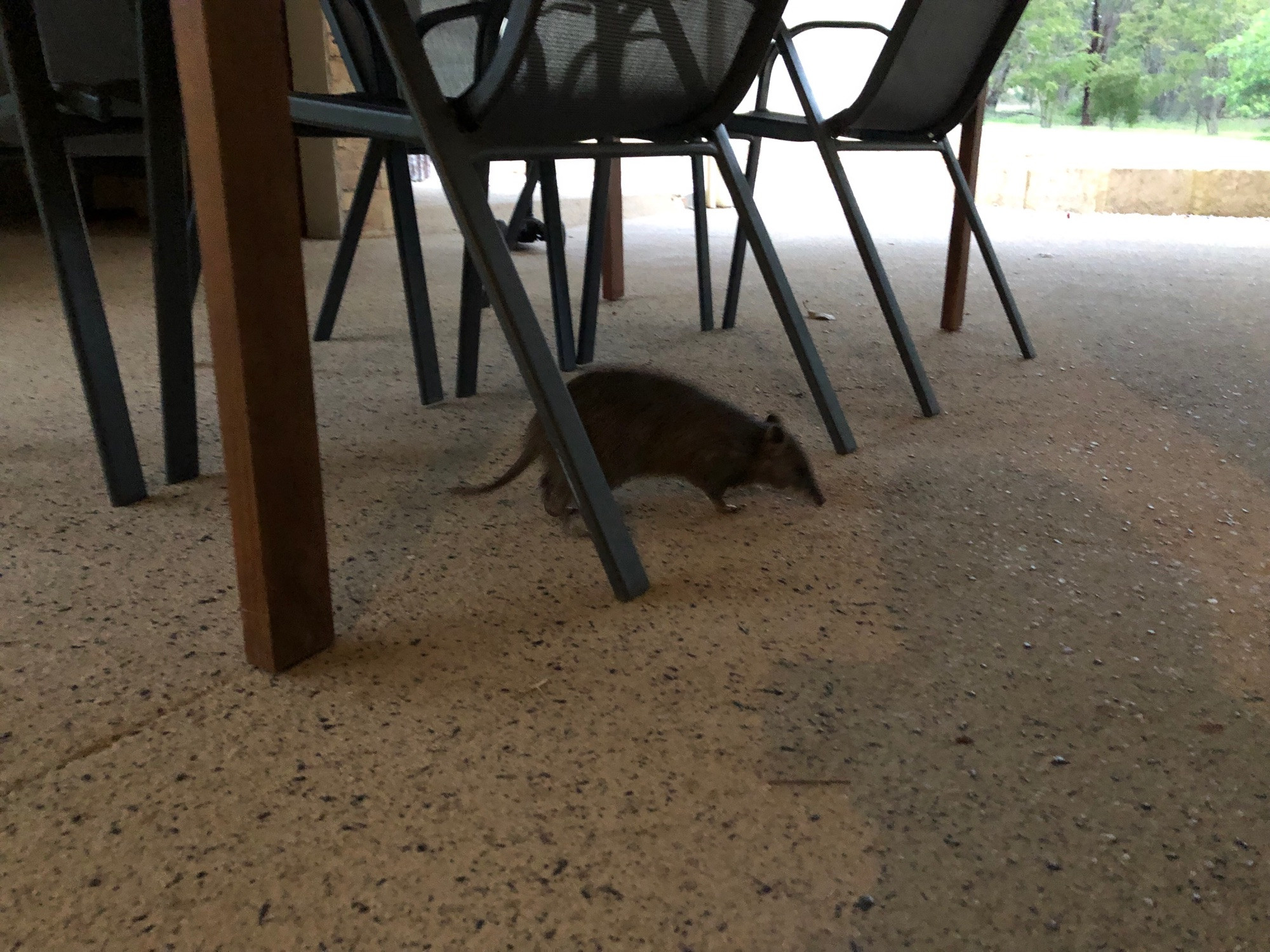 A quenda (type of bandicoot) snuffling around for dropped food under an outdoor table.