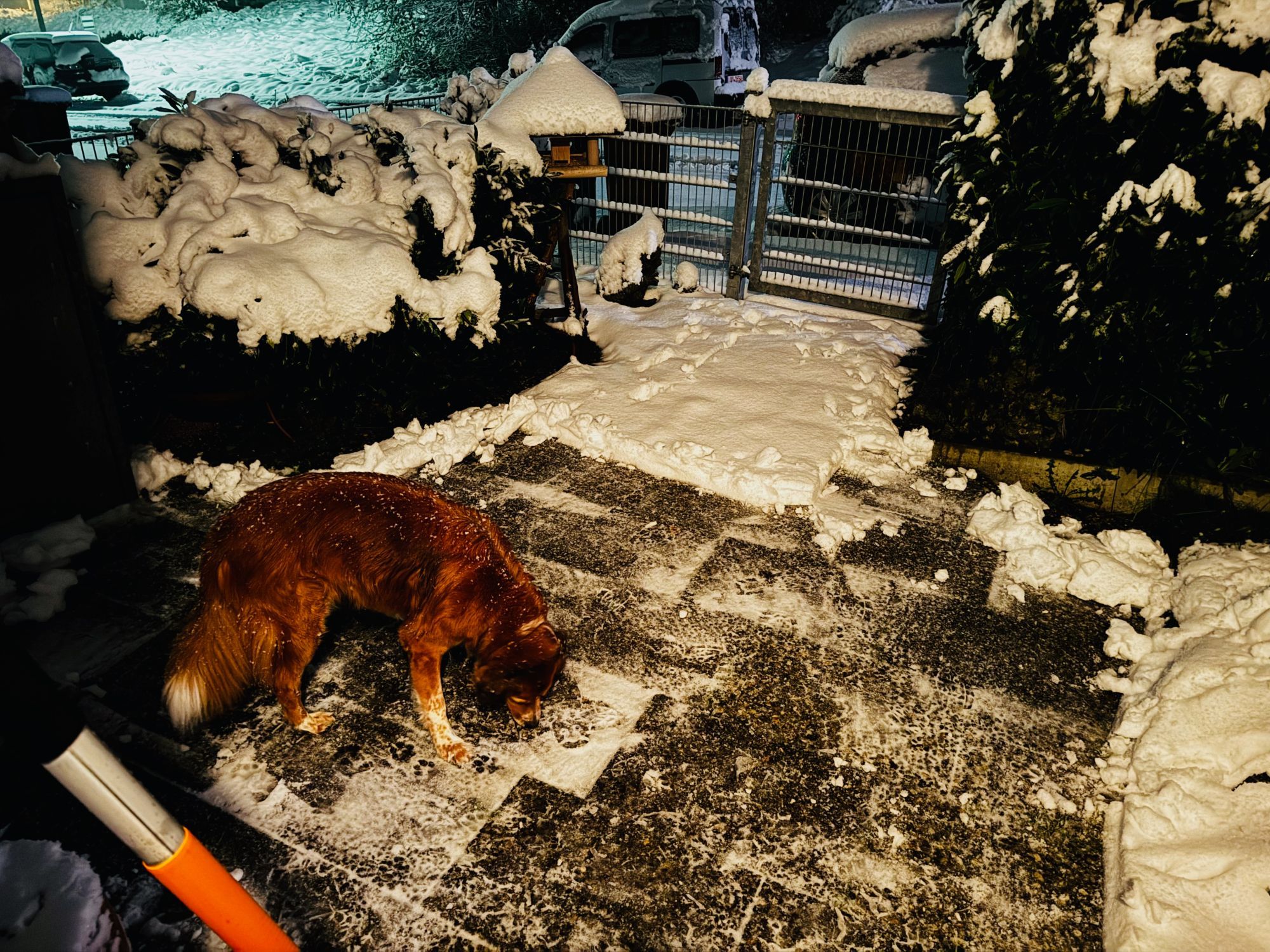 Hund steht beim Schneeräumen im Eingangsbereich im Weg