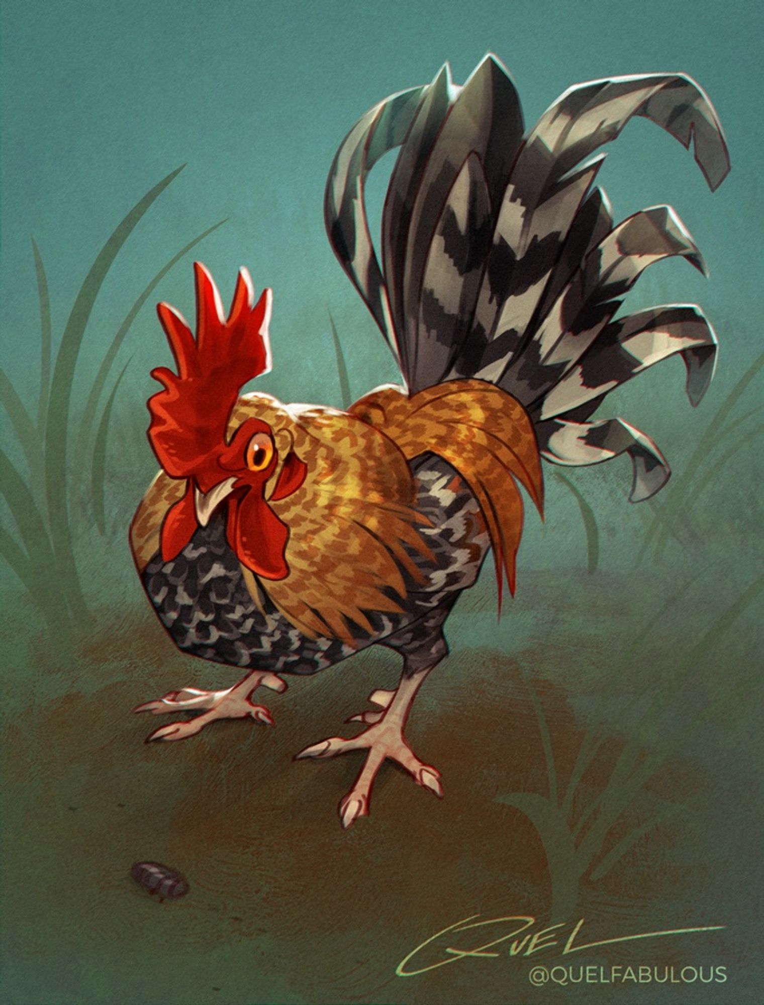 A young old English game bantam rooster, undubbed.