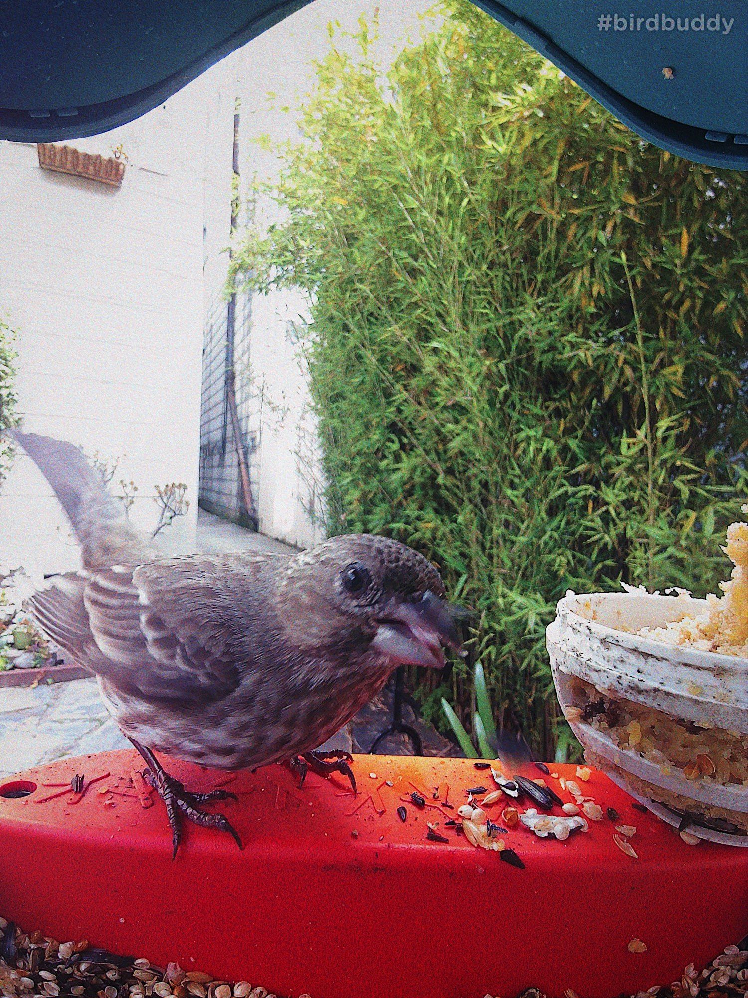 A female house finch is eating seeds outdoors with its head up, looking at the camera 