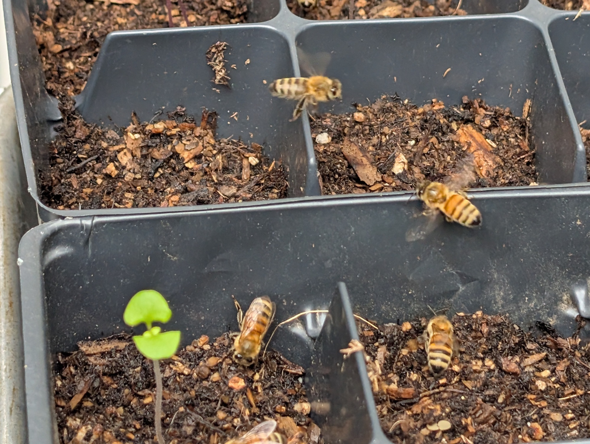 Closeup of a plastic tray separated into small bins about 5 centimeters on a so the w, partially filled with dirt. There are several gold and black striped bees rooting around in them. 