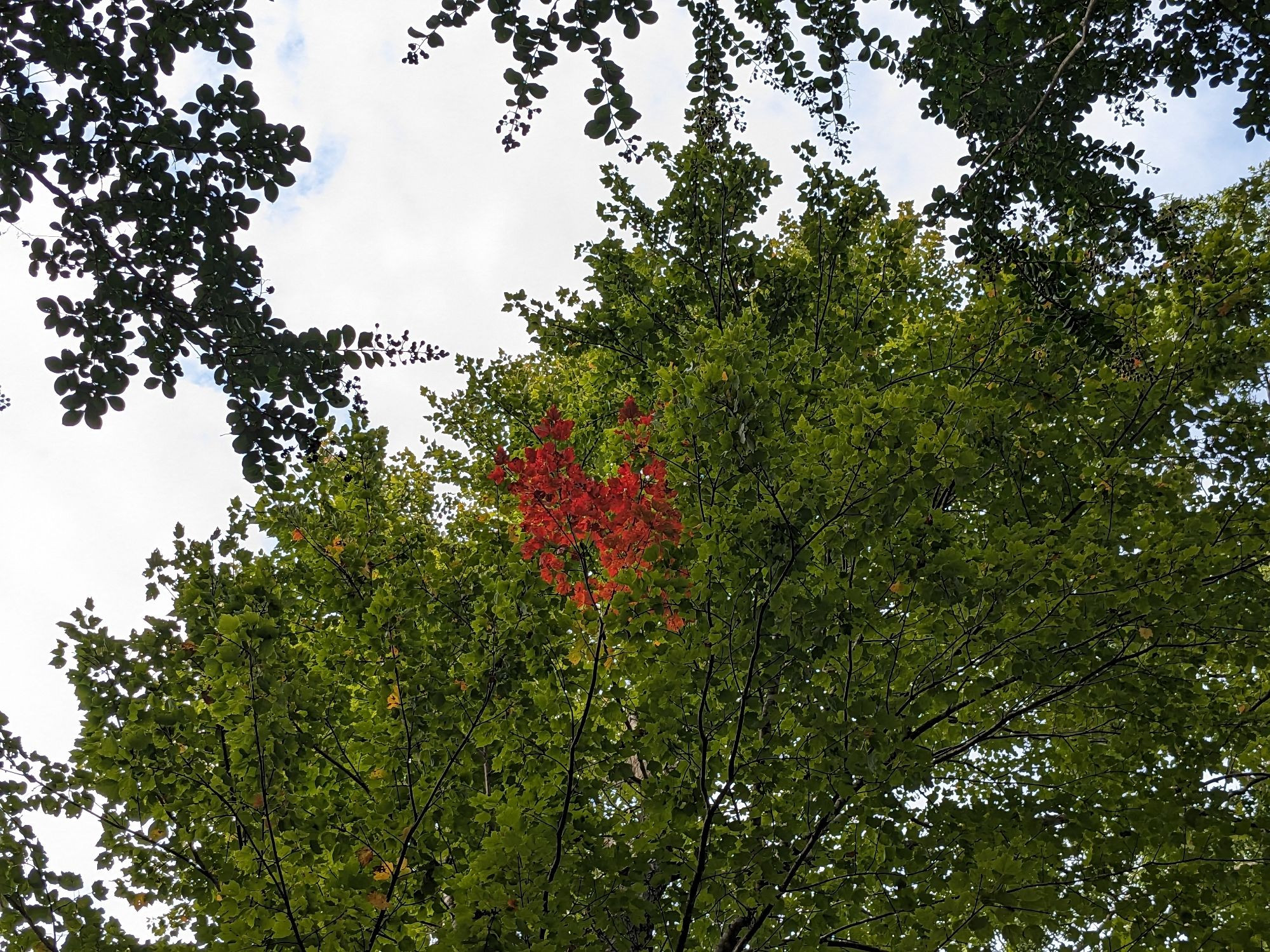 A maple tree seen from below with mostly green leaves but with one small branch of very red leaves