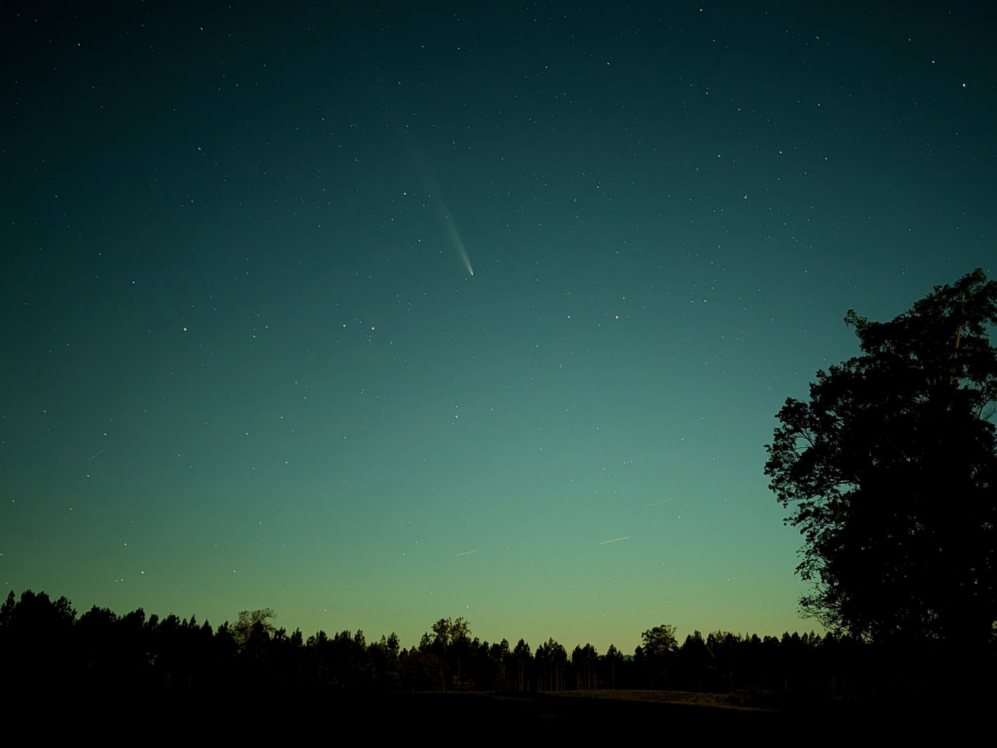 The comet is a thin fuzzy line in a dark greenish sky. Trees on the horizon and one closer by are silhouetted. 