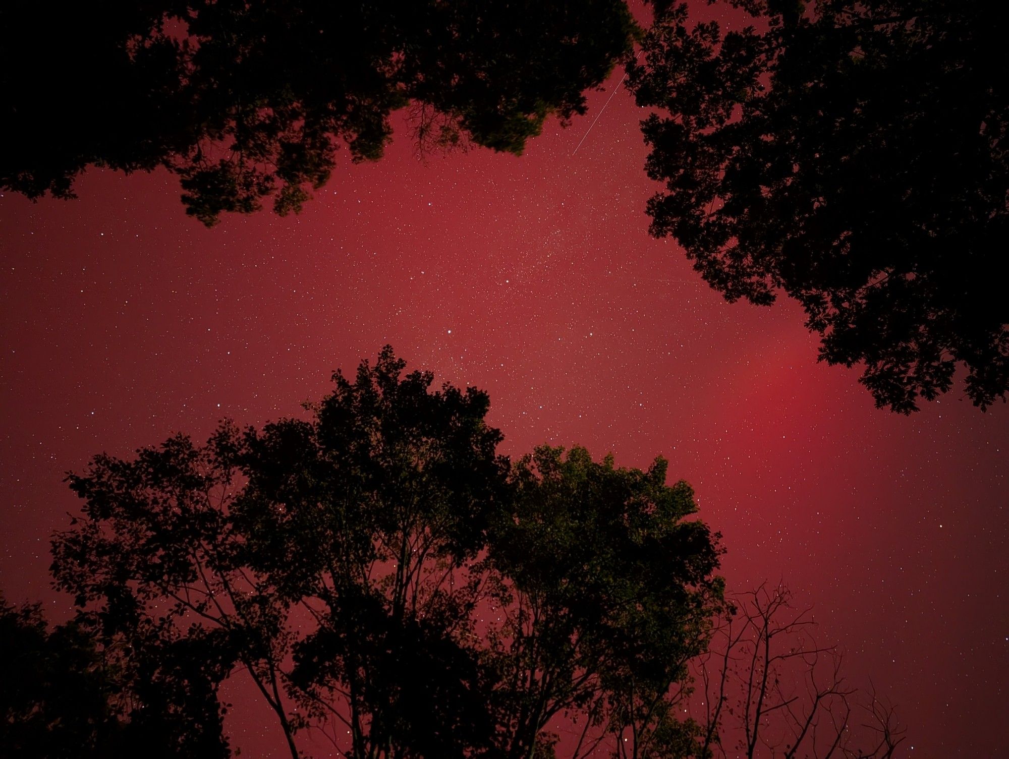 Trees silhouetted against a bright red sky due to intense aurorae. Many stars are visible if you zoom in.