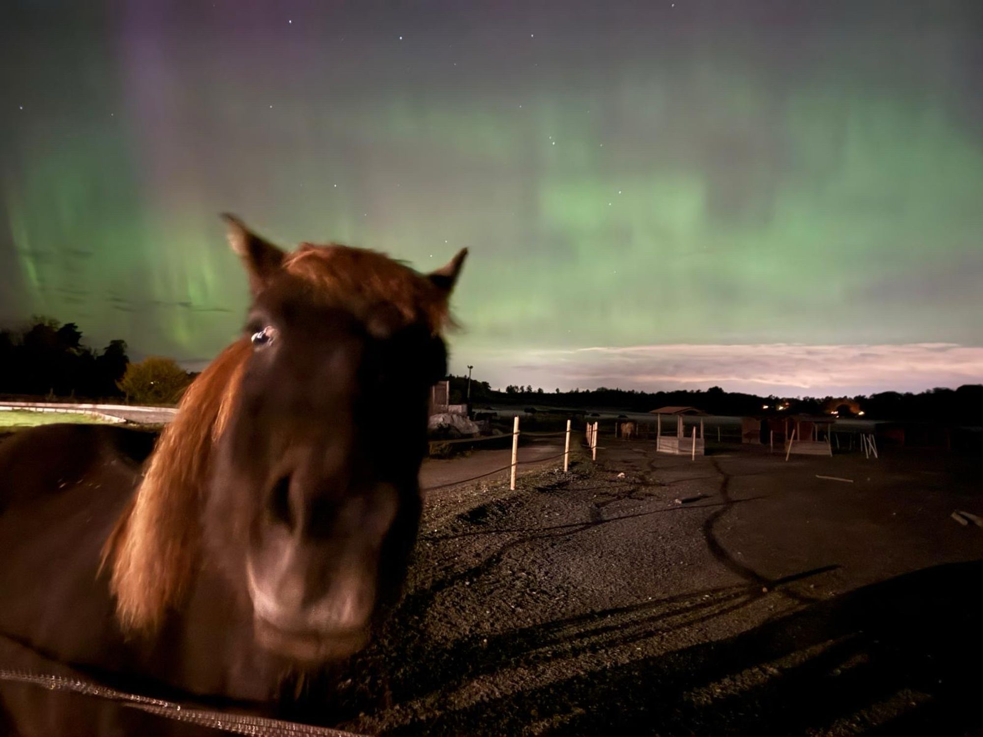 A view of the Northern Lights in the night sky, shining green and purple, and a very curious looking brown horse in the foreground.