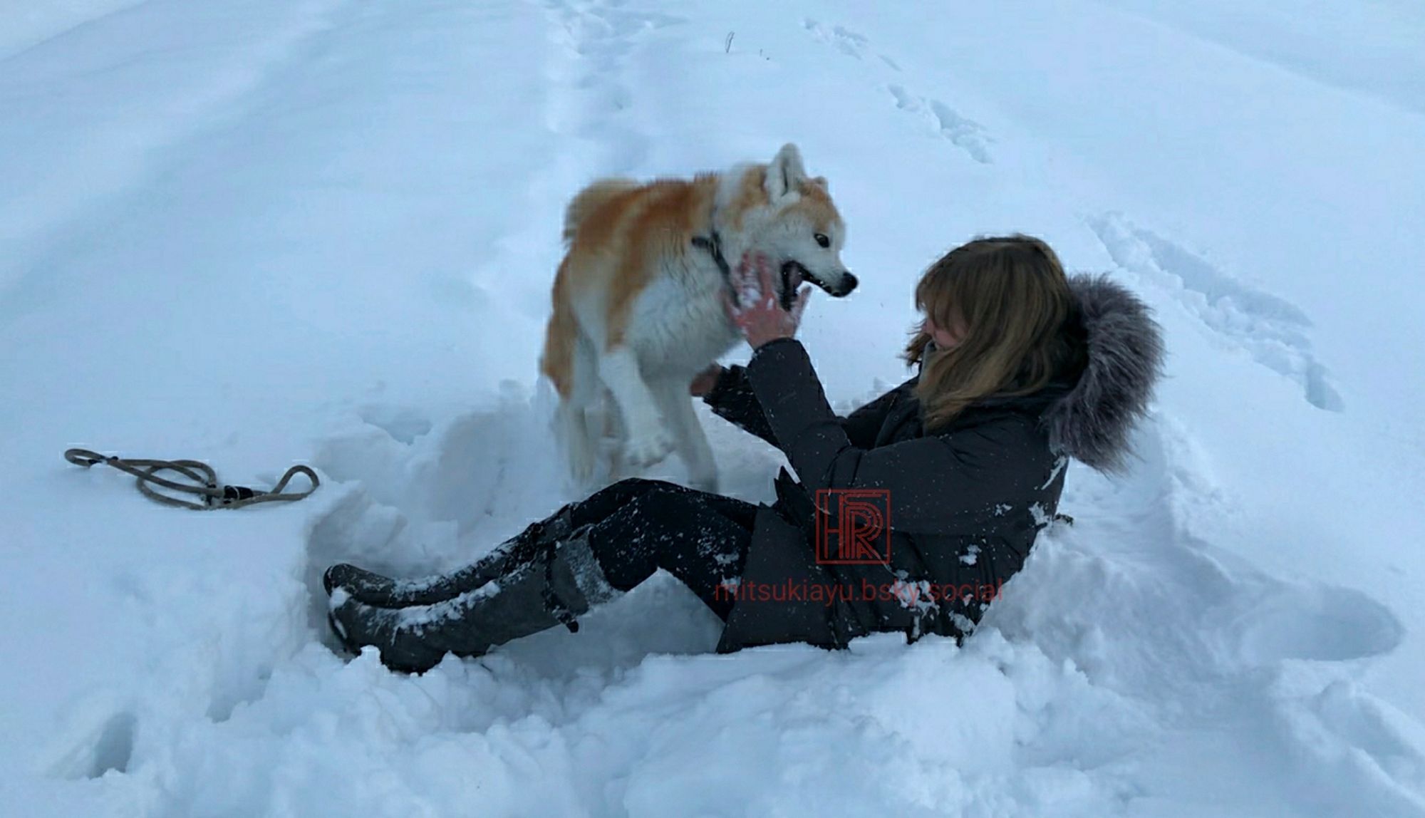 Akita girl playing with in the snow