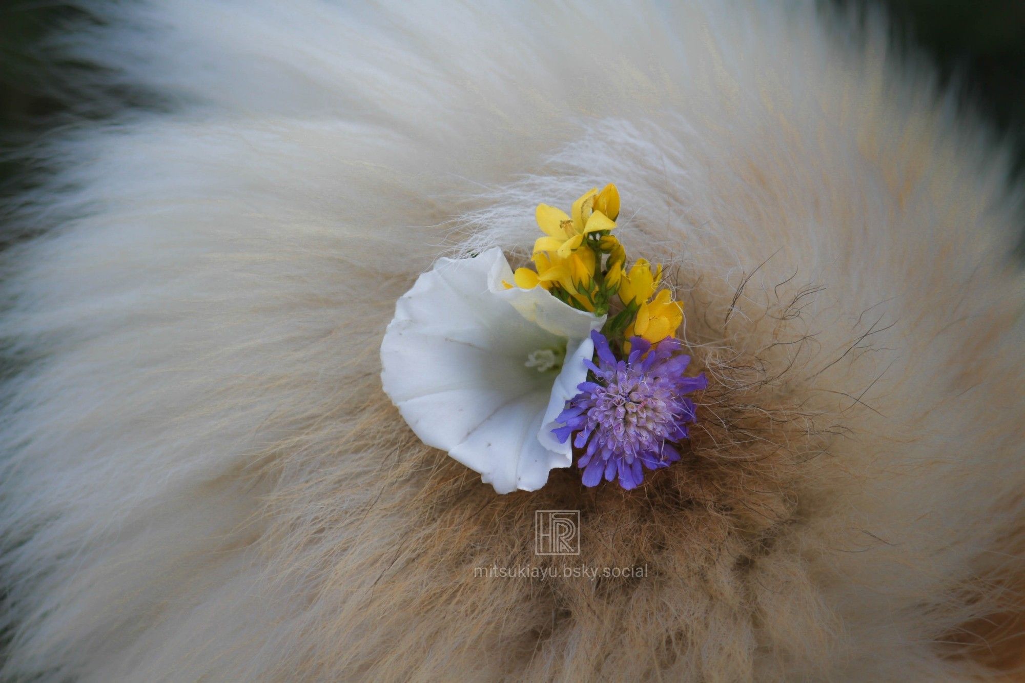 Fluffy Akita tail holding a small flower bouquet.