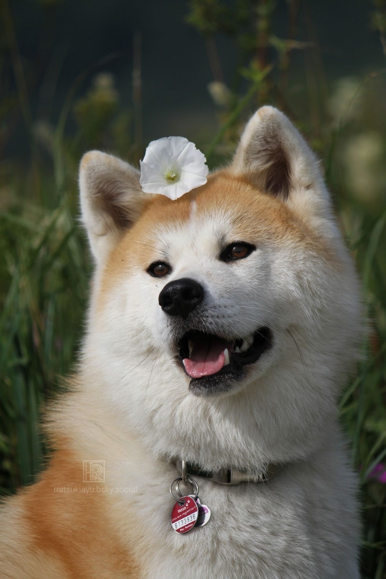 Akita girl in spring