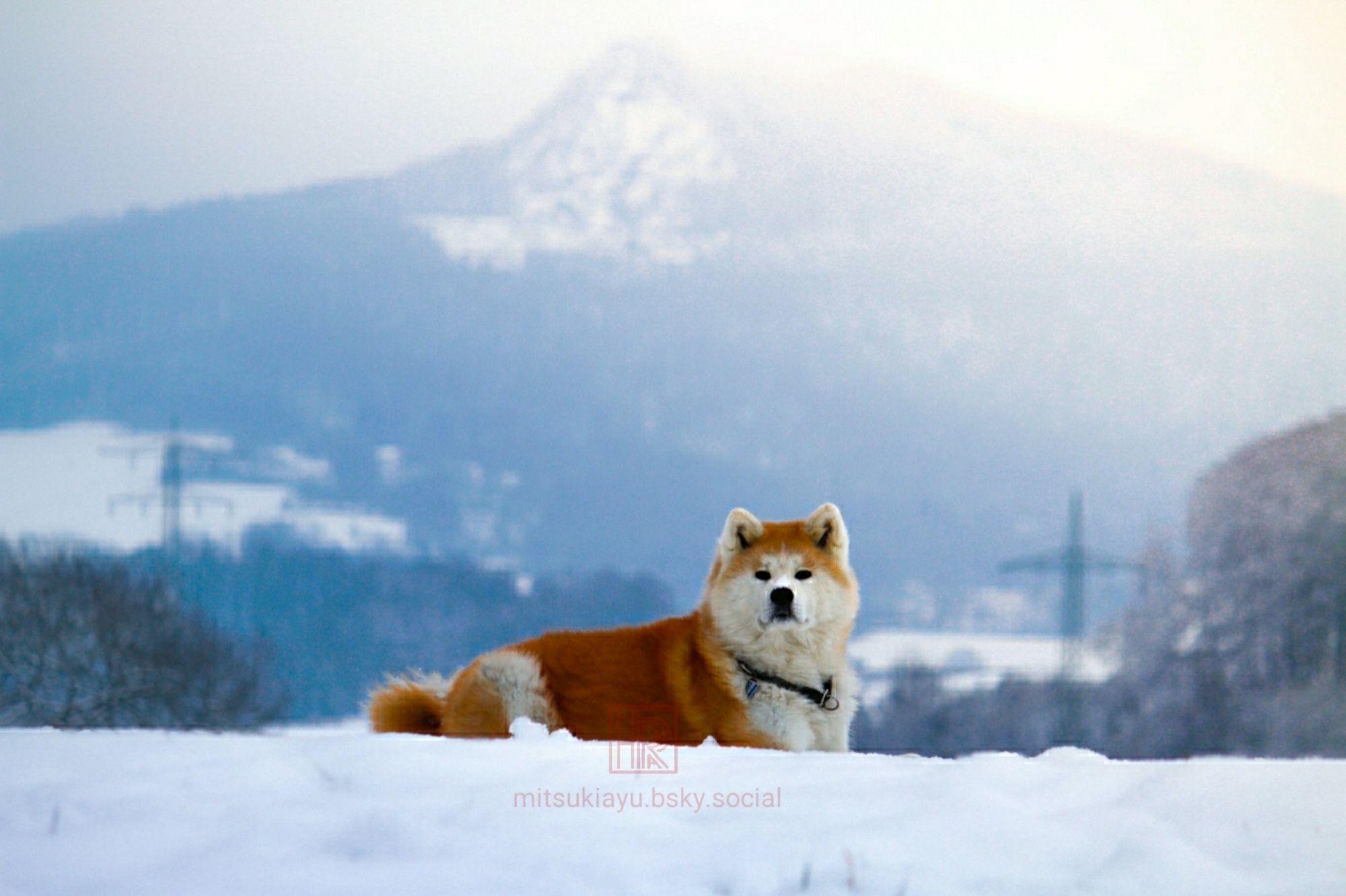 Akita girl layibg down in the snow. Mountain in the back.