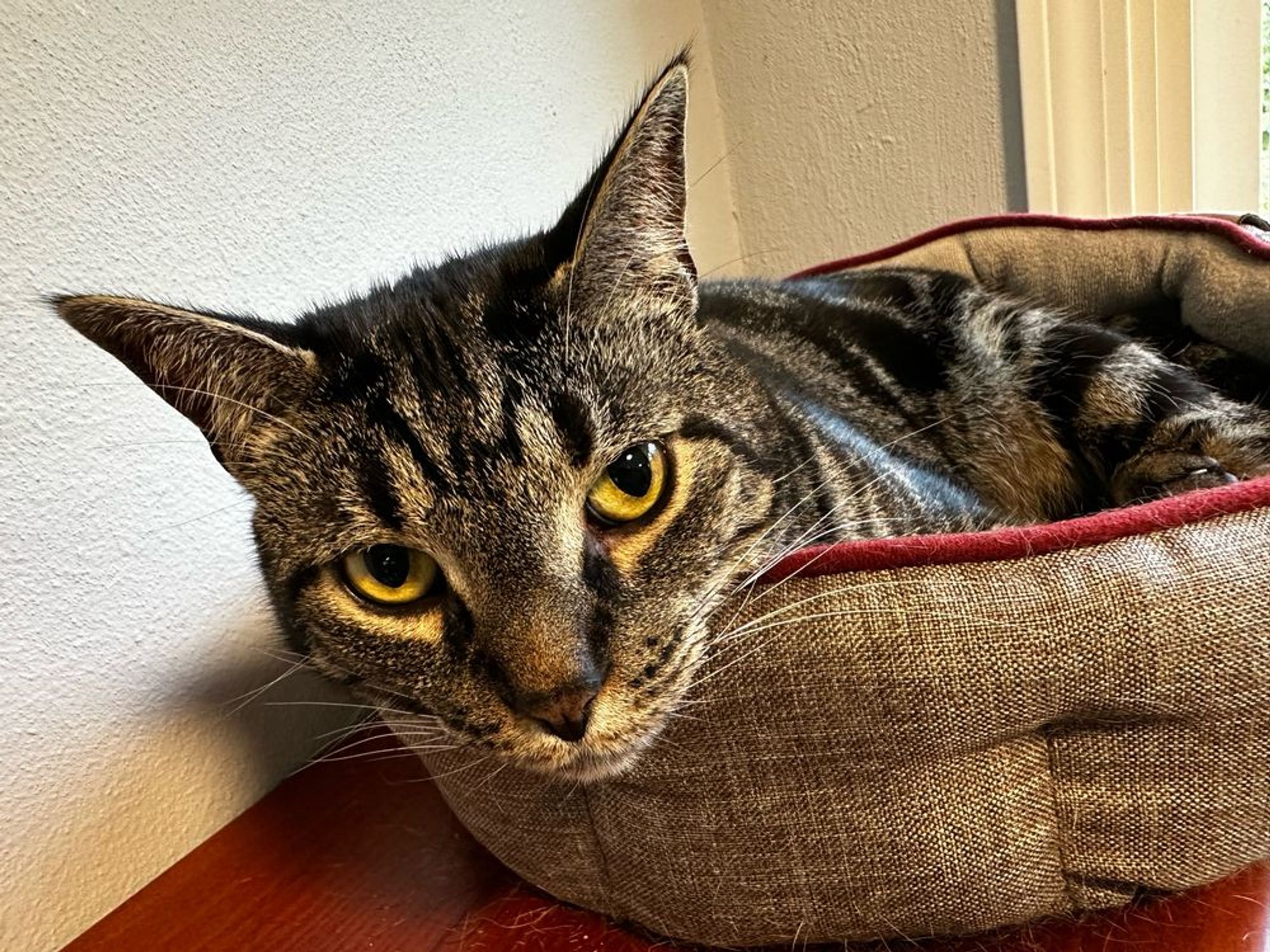 A grey and black tabby cat sitting in his cushion not wanting to get out.