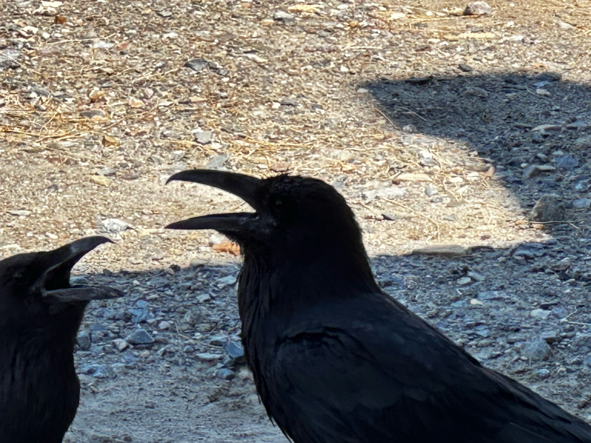 A pair of Ravens in Death Valley sitting in the shade. It’s around 122F so they have their mouths open to try to cool down.