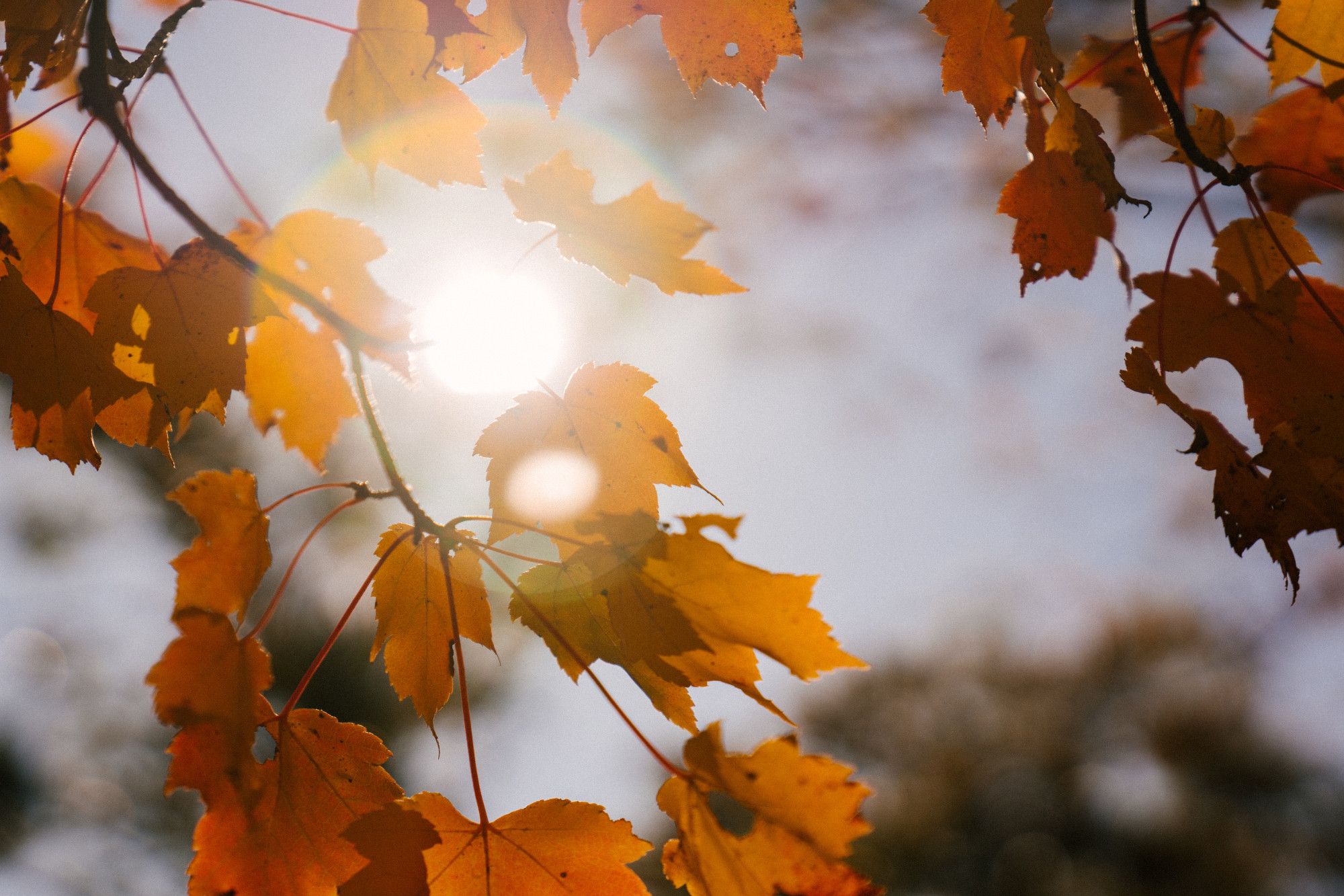 Red leaves under a dim sunlight