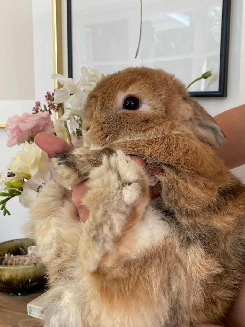 A cute brown bunny being held by their butt, paws forward, like they're being handed to someone.