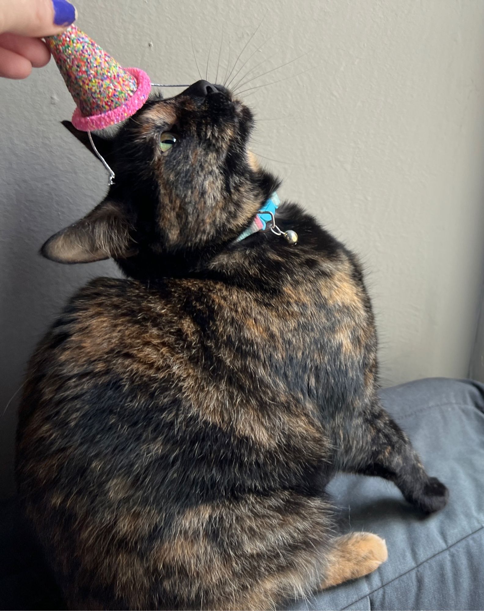 Chopper the tortoiseshell cat glaring upwards as my hand places a party hat on her head