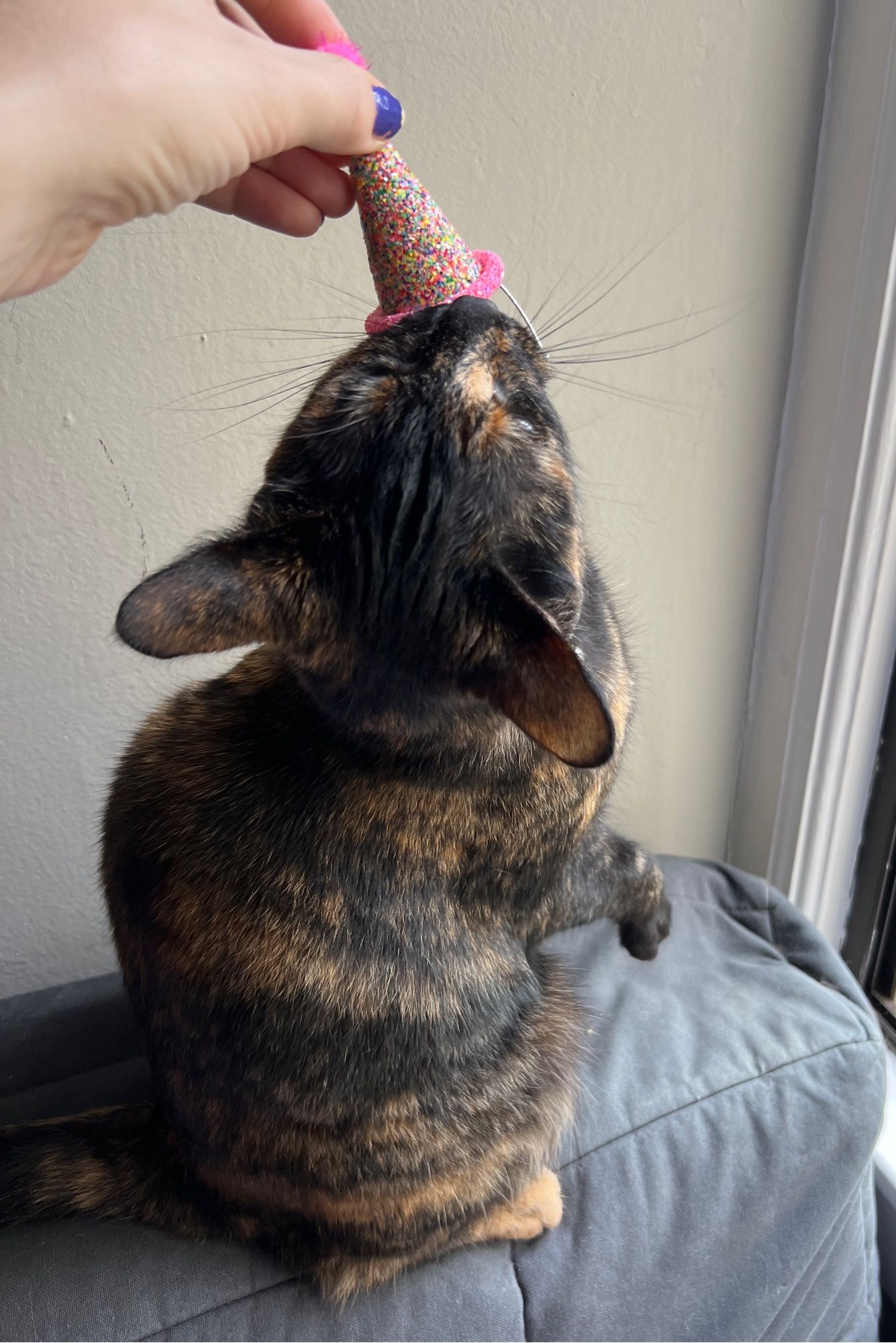 Chopper biting at the party hat being placed on her head